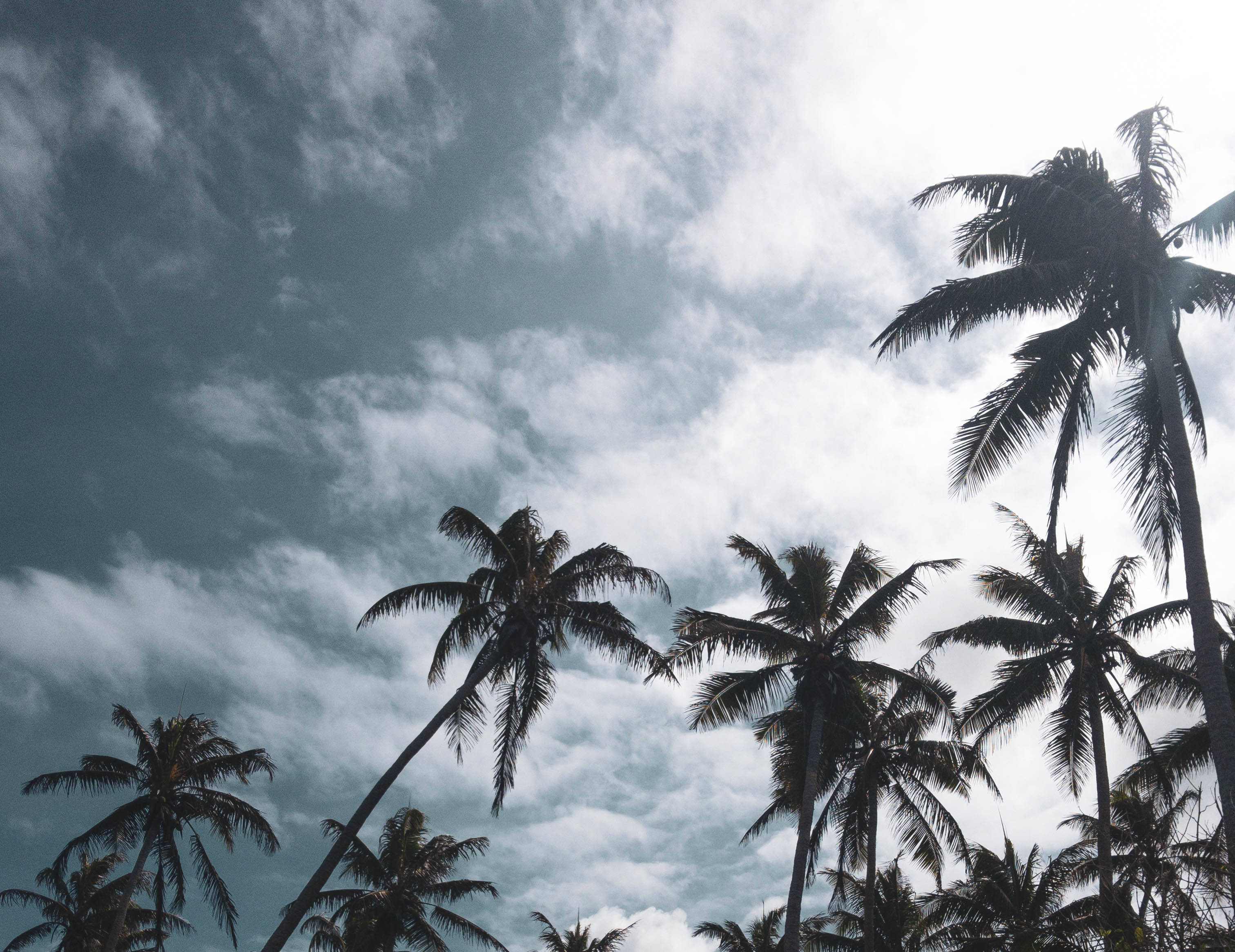 Vanuatu, palm trees, cloudy sky, 2K Desktop Wallpaper