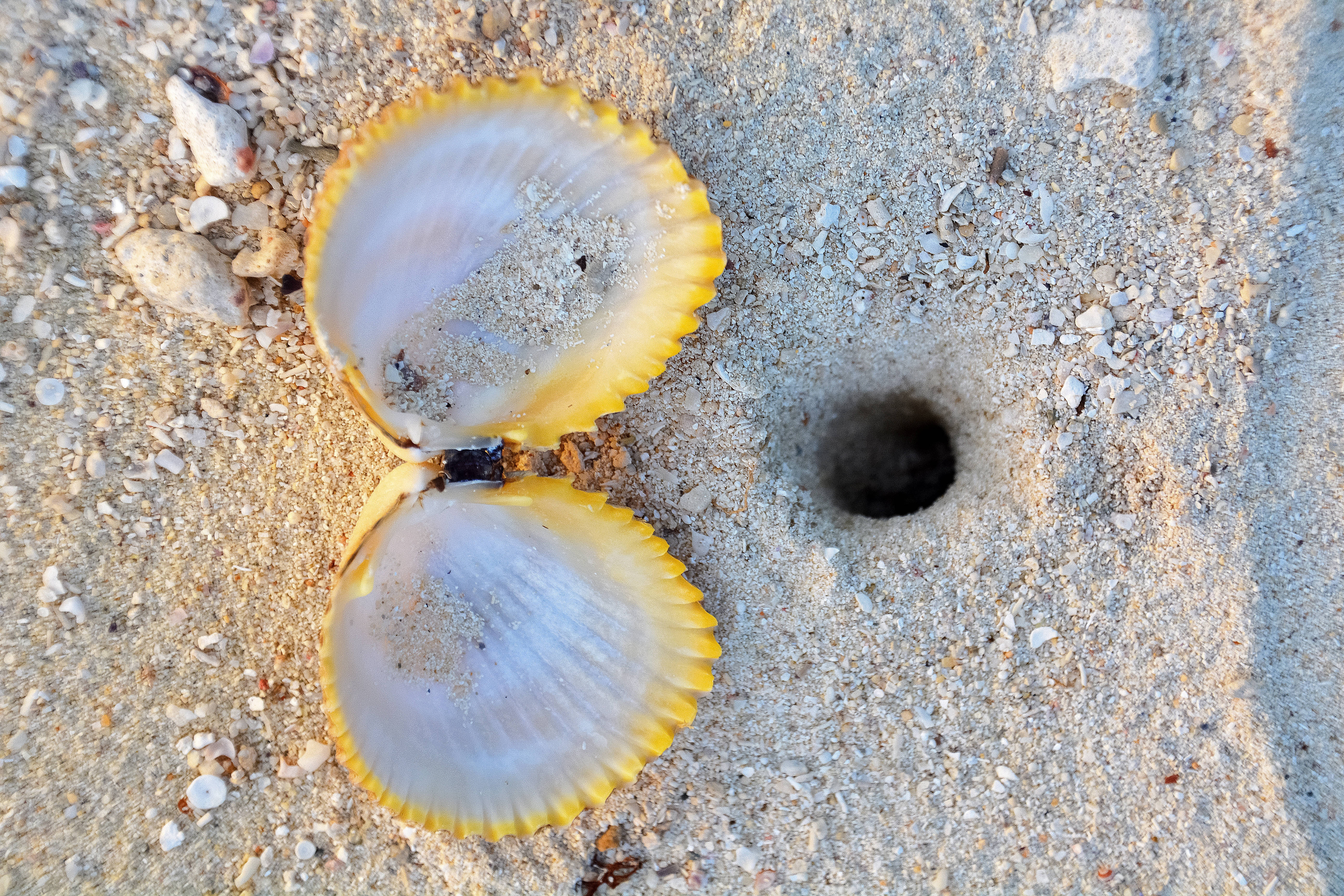 Vanuatu, yellow clam, scallop shell, 5K Desktop Wallpaper