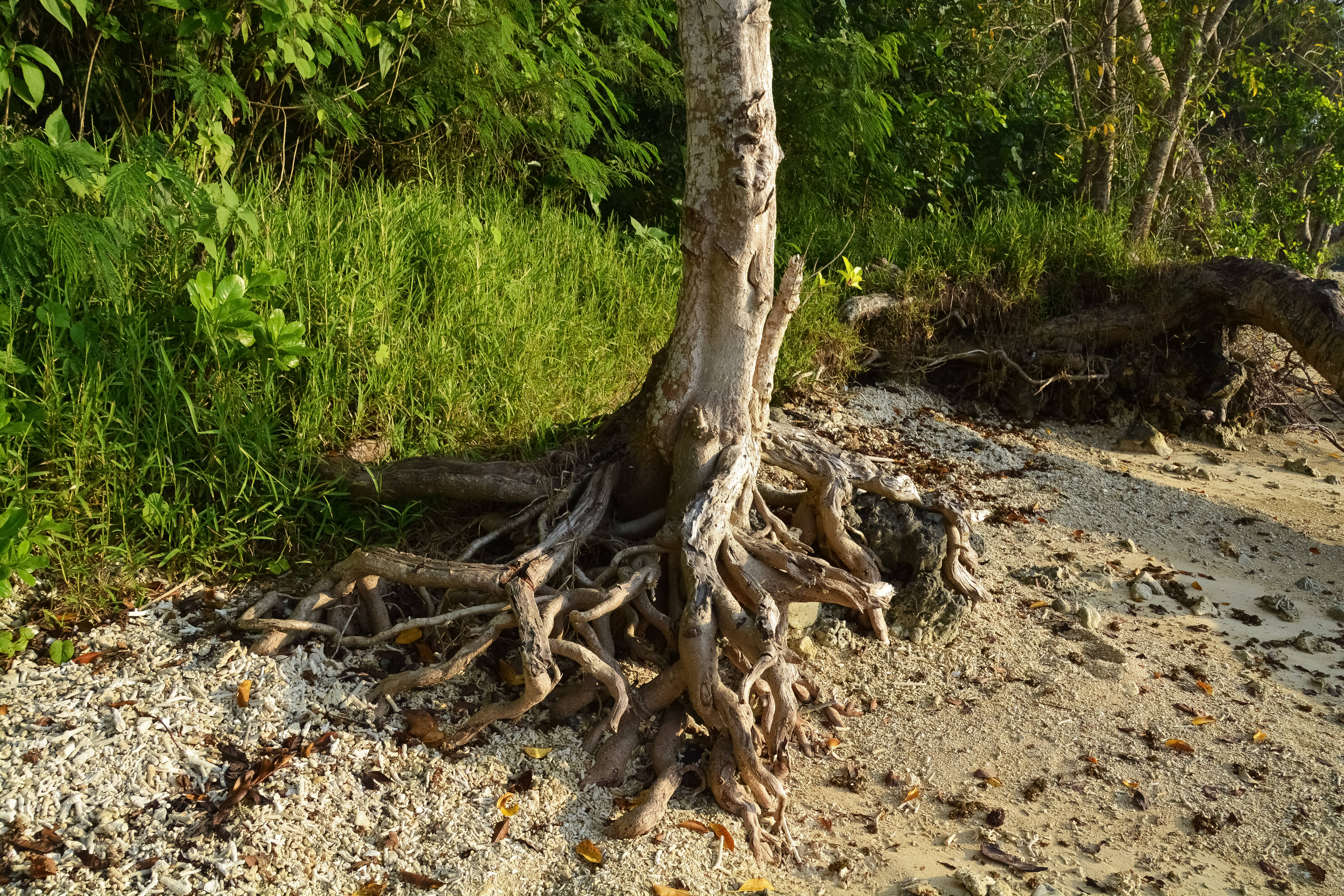 Vanuatu, tree root, sandy beach, 5K Desktop Wallpaper