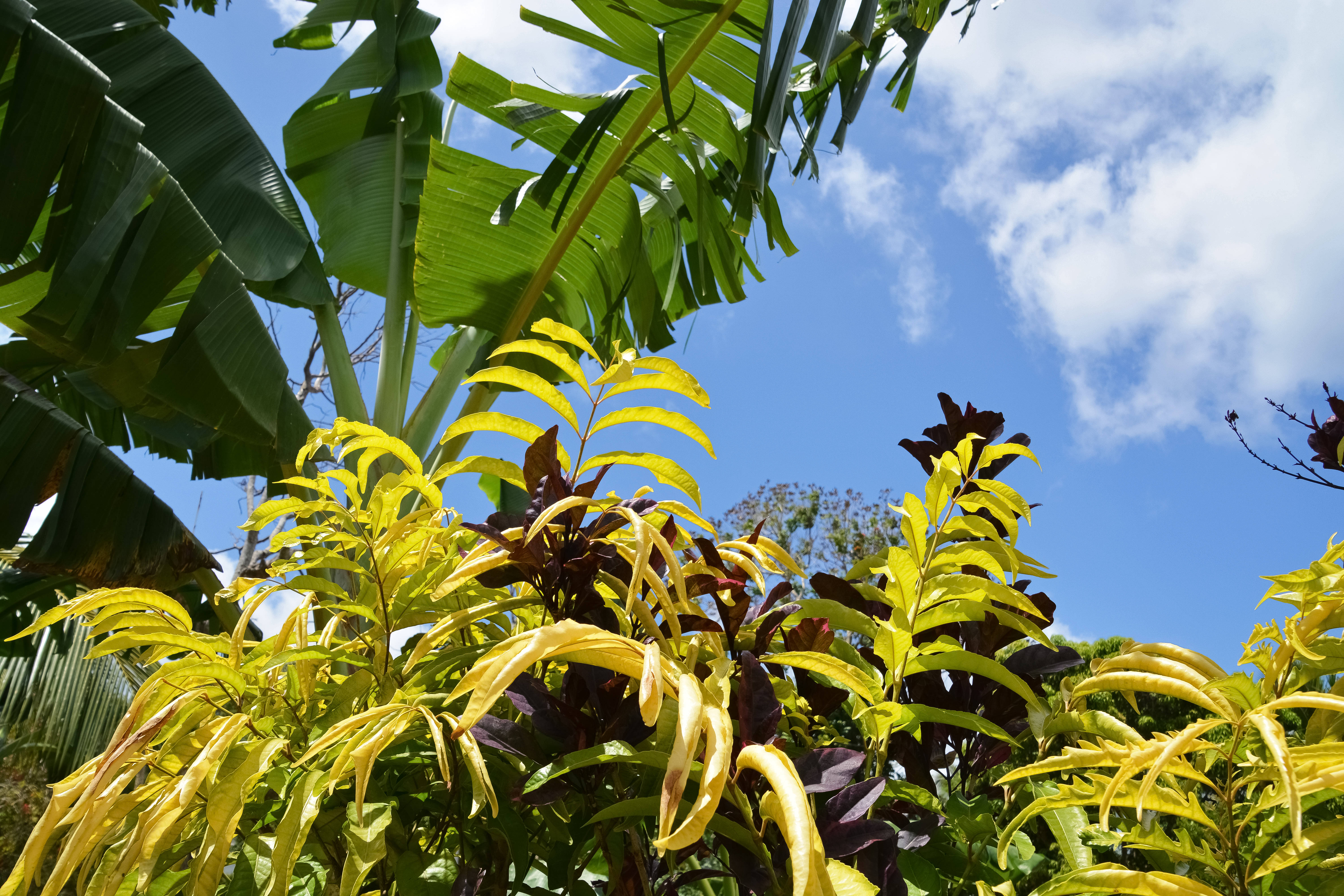 Vanuatu, banana leaves, vibrant yellow, 5K Desktop Wallpaper