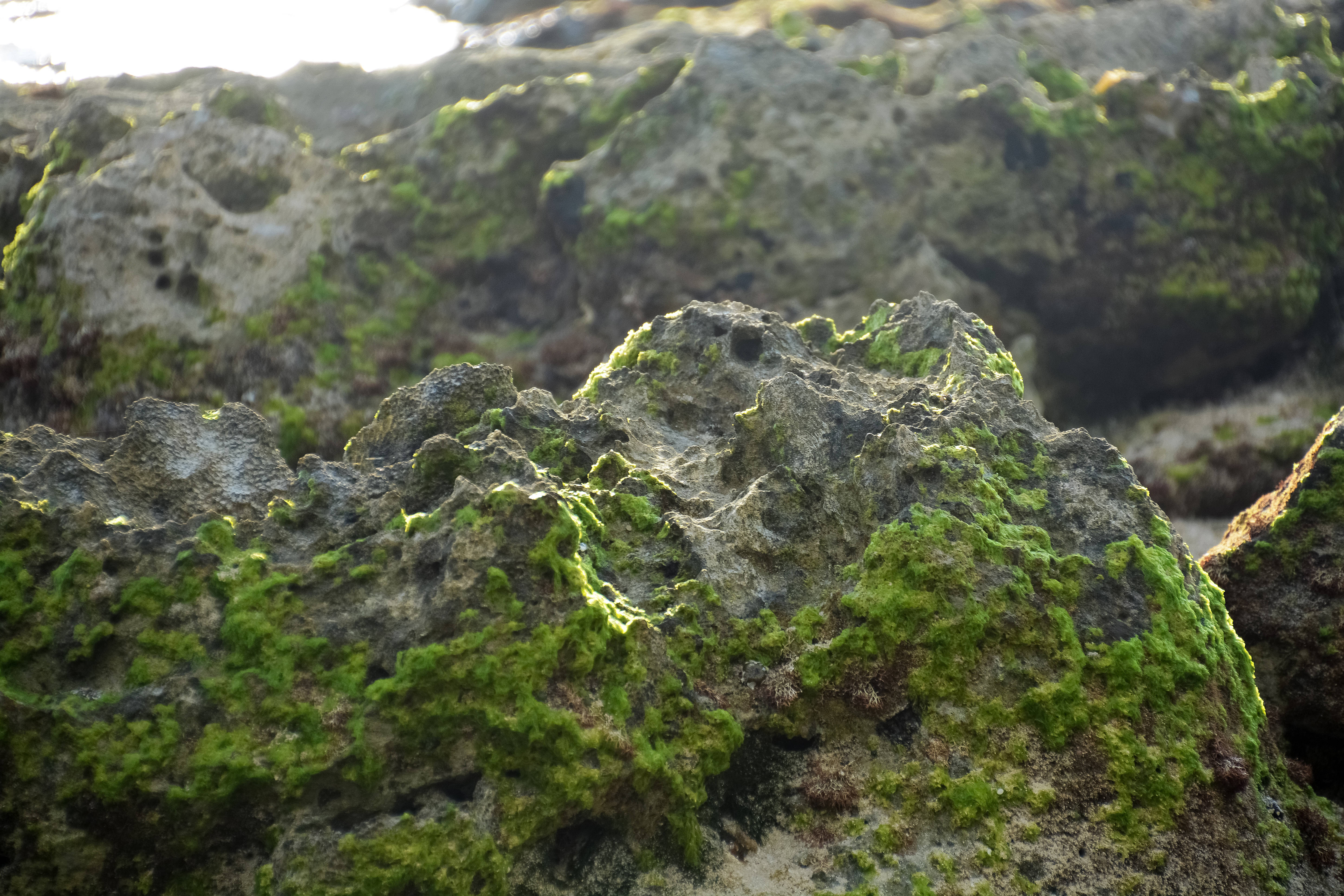 Vanuatu, mossy rocks, vibrant green moss, 5K Desktop Wallpaper