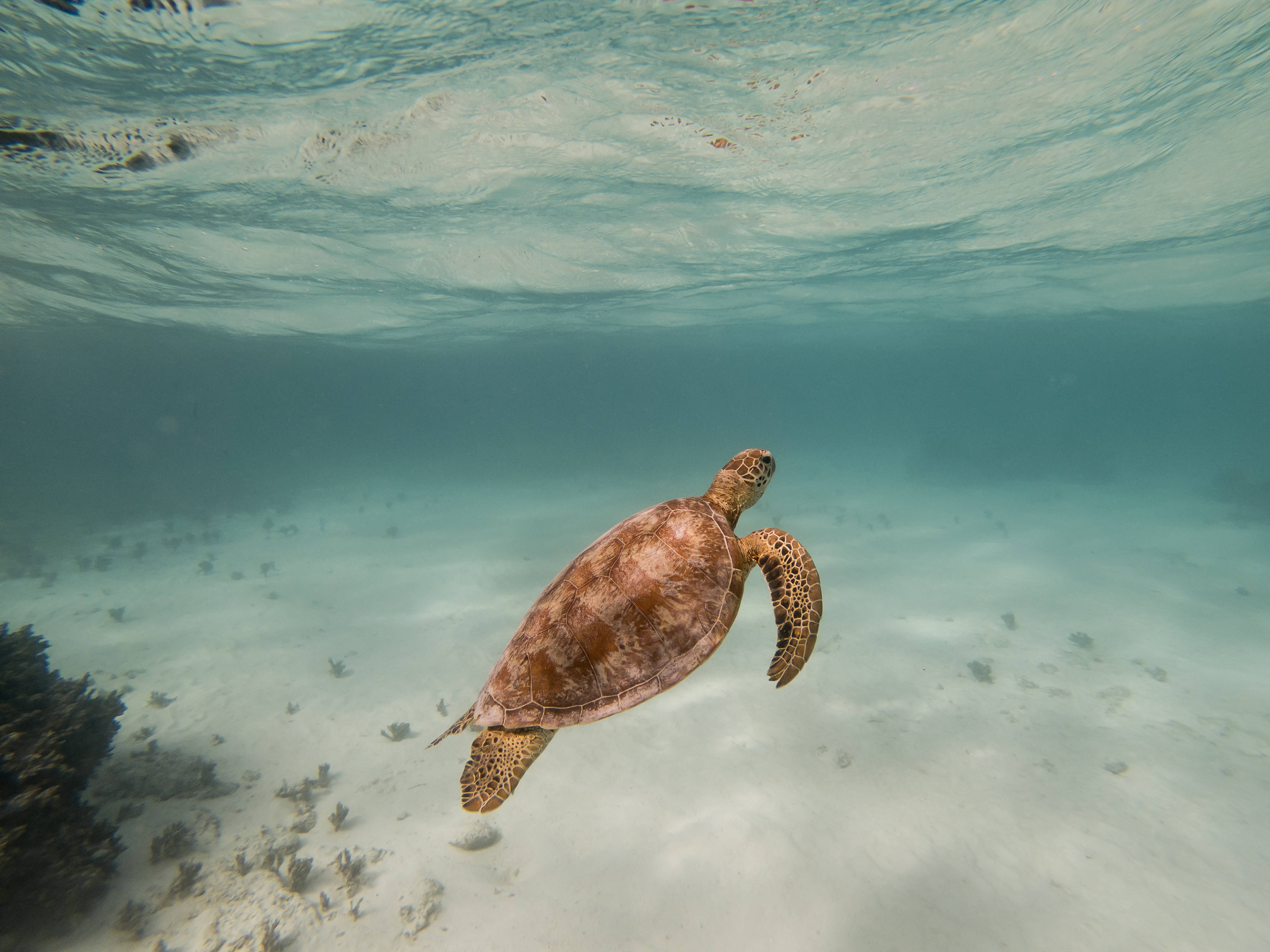 Vanuatu, ocean turtle, green sea turtle, 4K Desktop Wallpaper