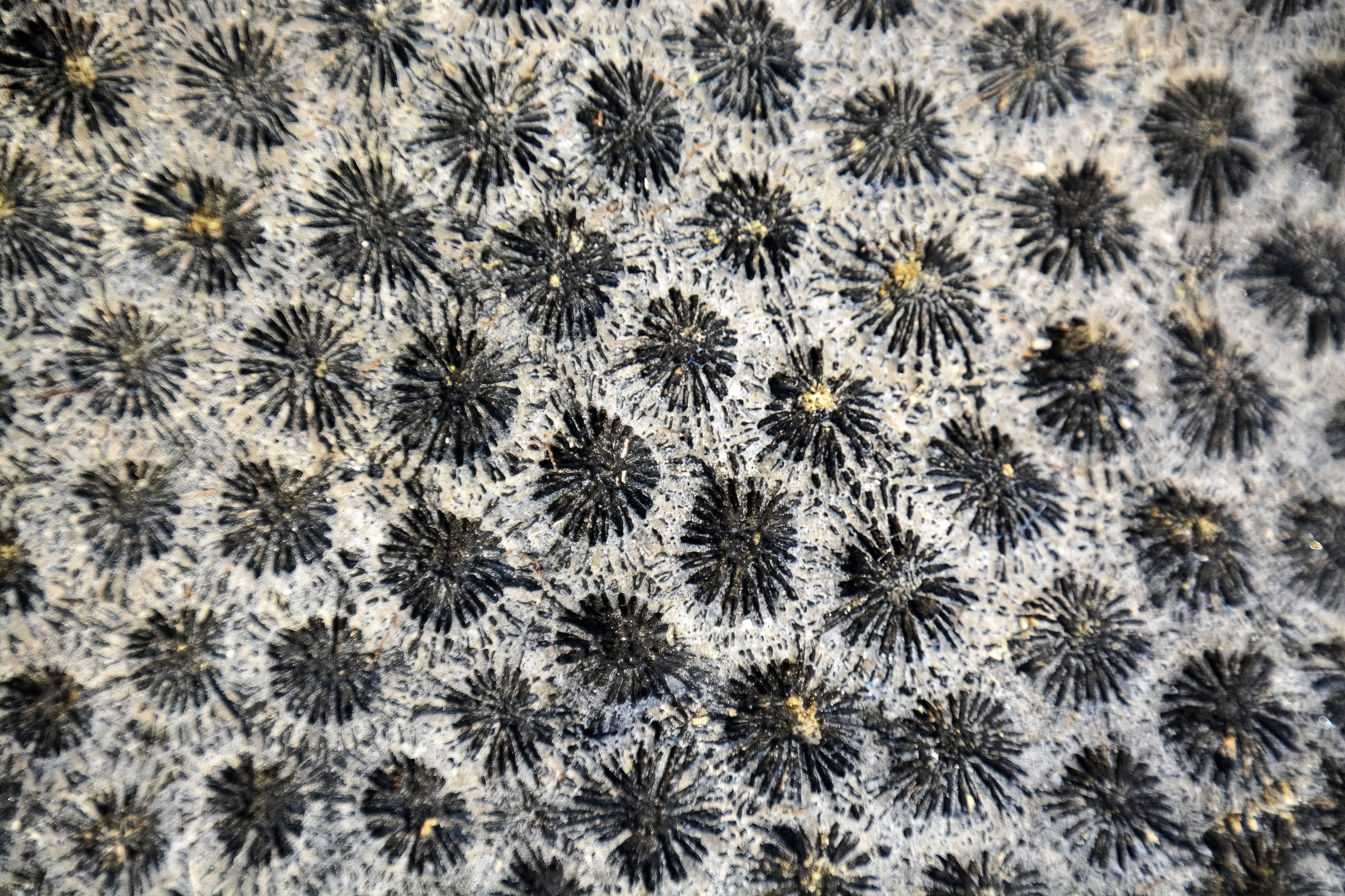 Vanuatu, black starburst patterns, mottled gray and white background, 5K Desktop Wallpaper