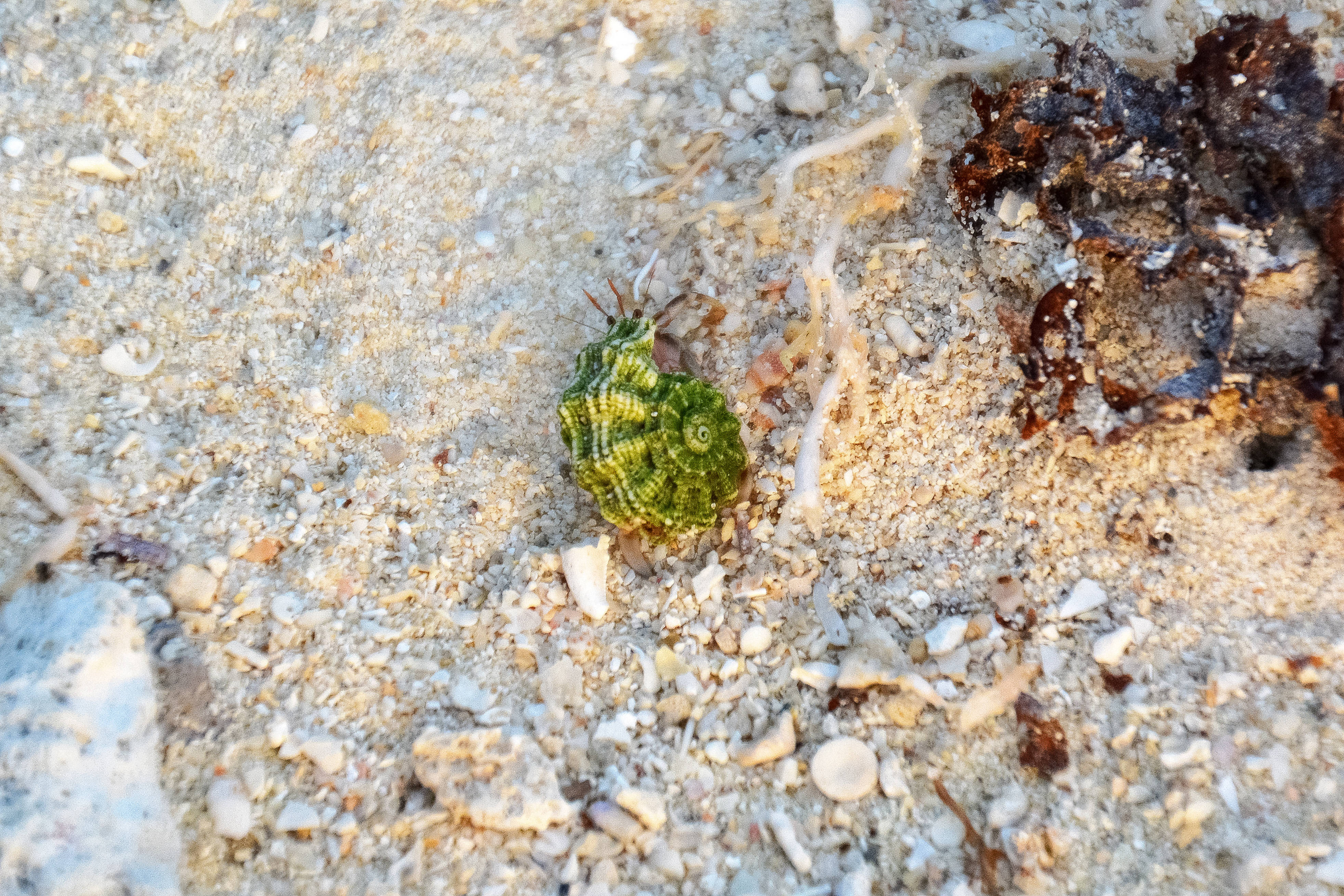 Vanuatu, shore green snail, vibrant green hermit crab, 4K Desktop Wallpaper