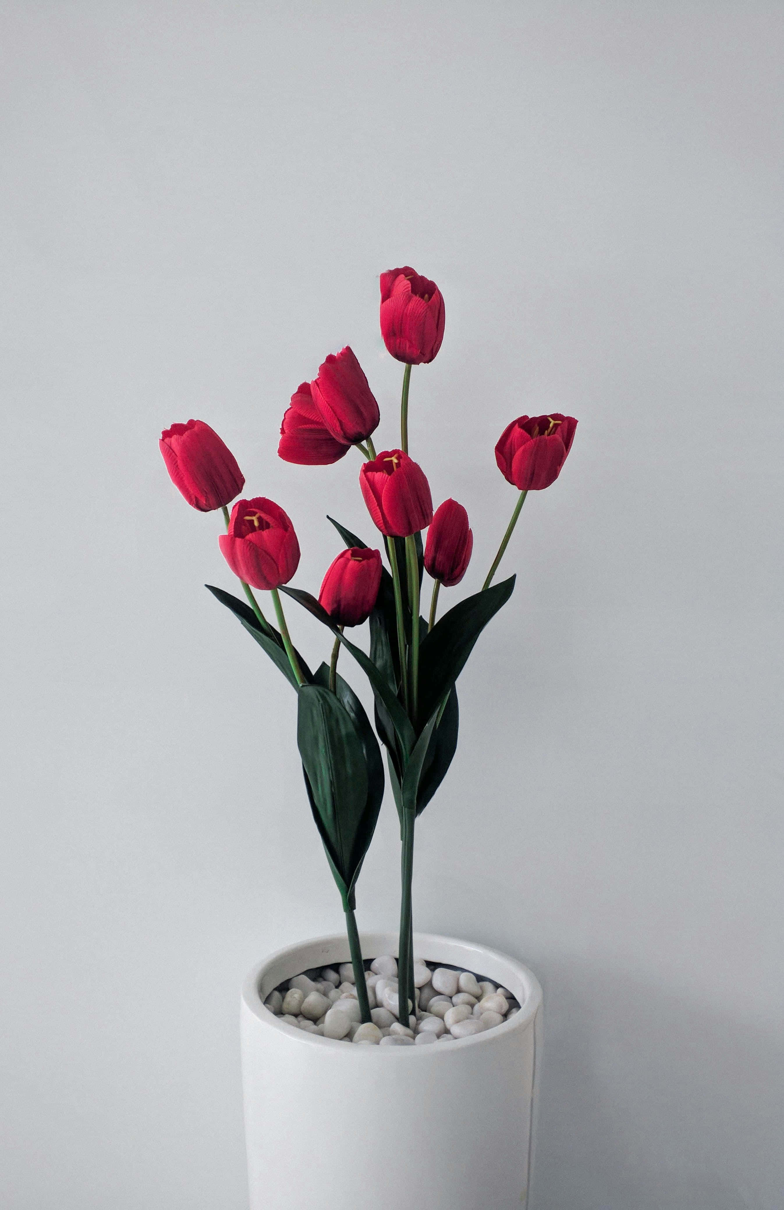 red tulips, white vase, smooth pebbles, 4K Phone Wallpaper