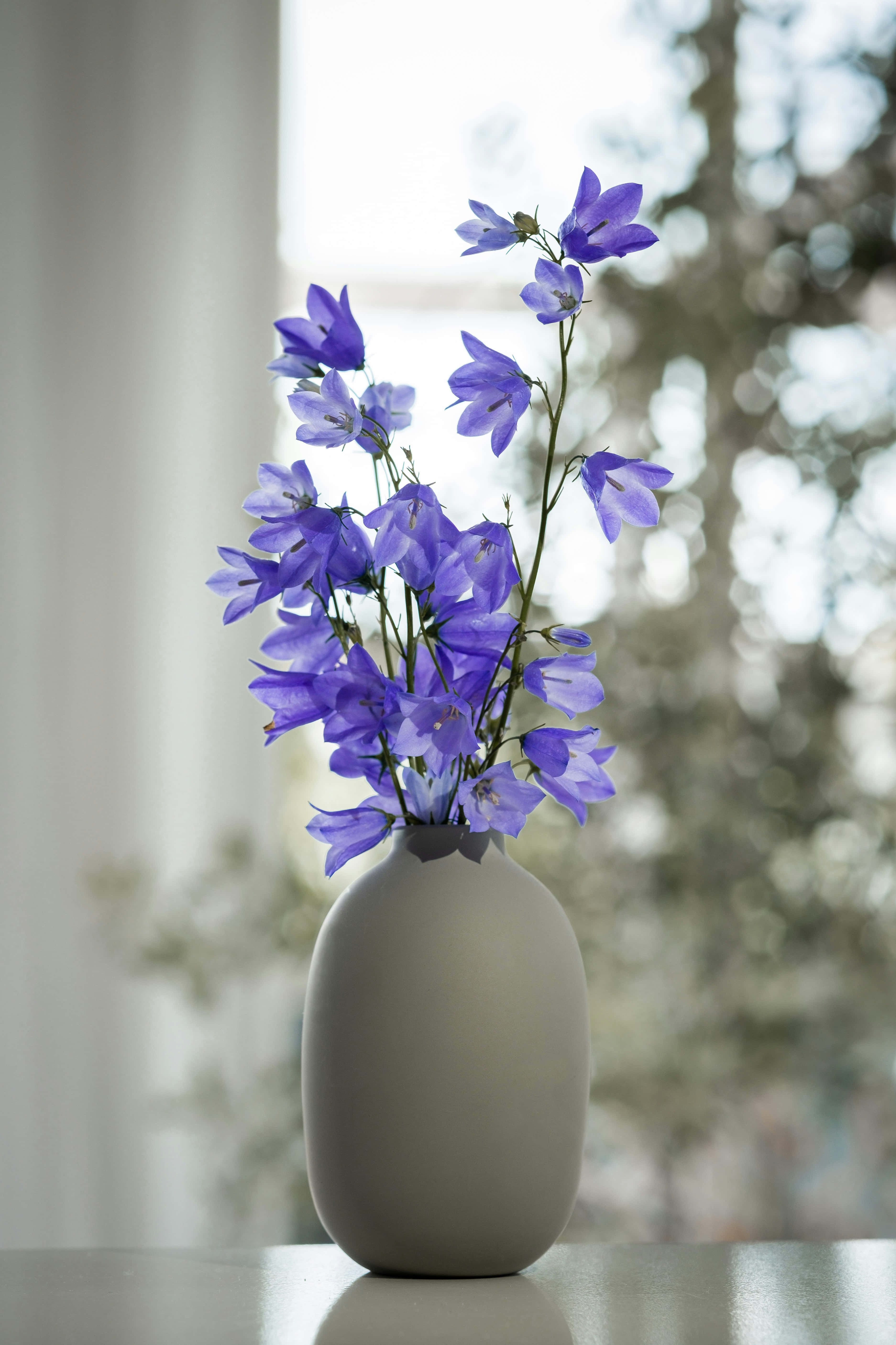 blue bellflowers, white vase, matte gray vase, 5K Phone Wallpaper