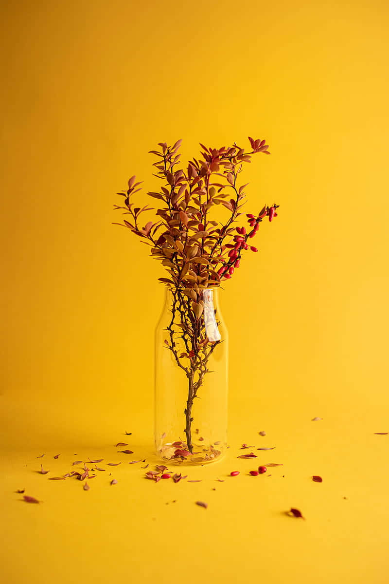 clear glass bottle, dried red berry branches, vibrant yellow background, SD Phone Wallpaper
