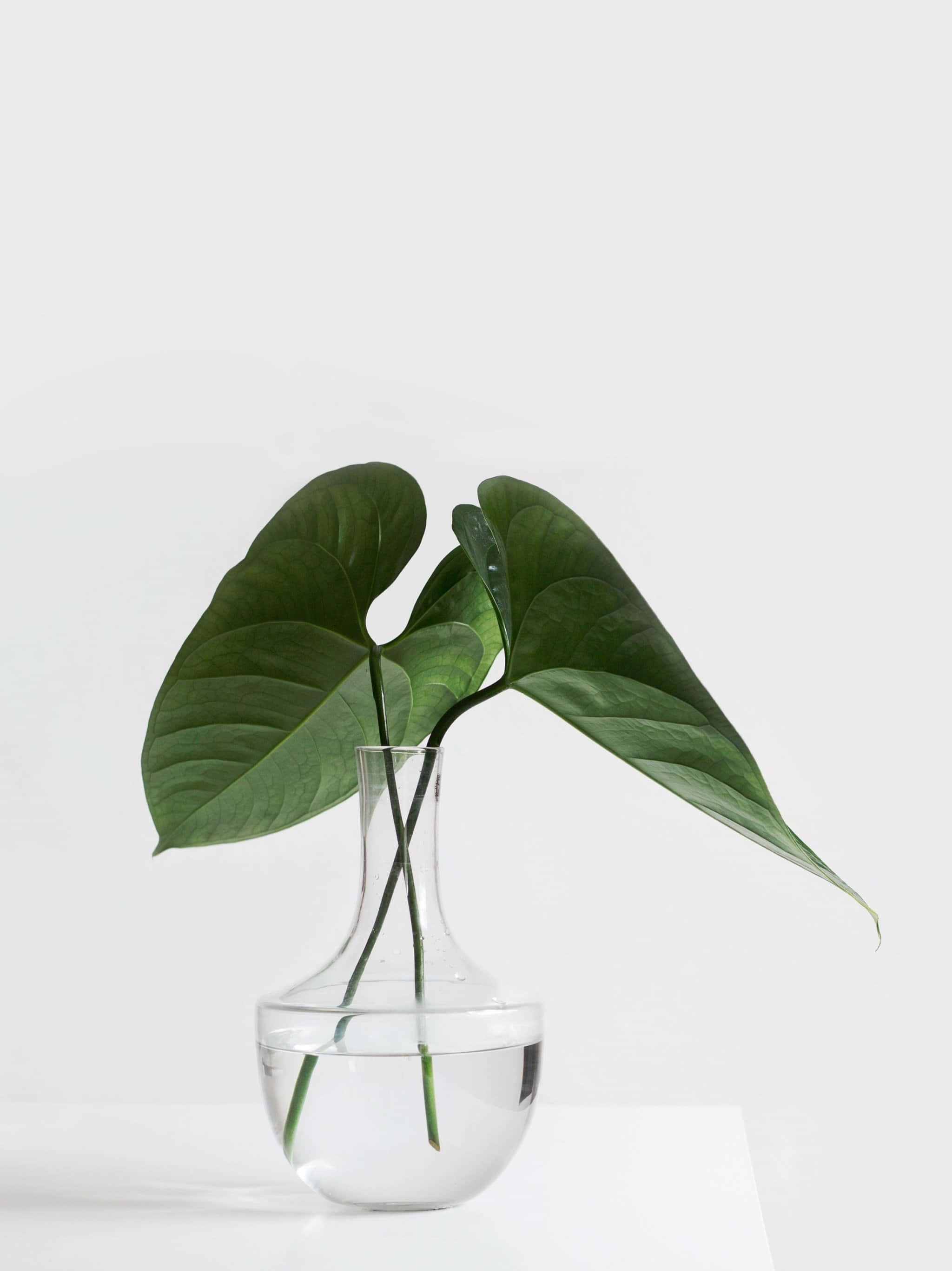 philodendron, glossy heart-shaped leaves, clear glass vase, 2K Phone Wallpaper