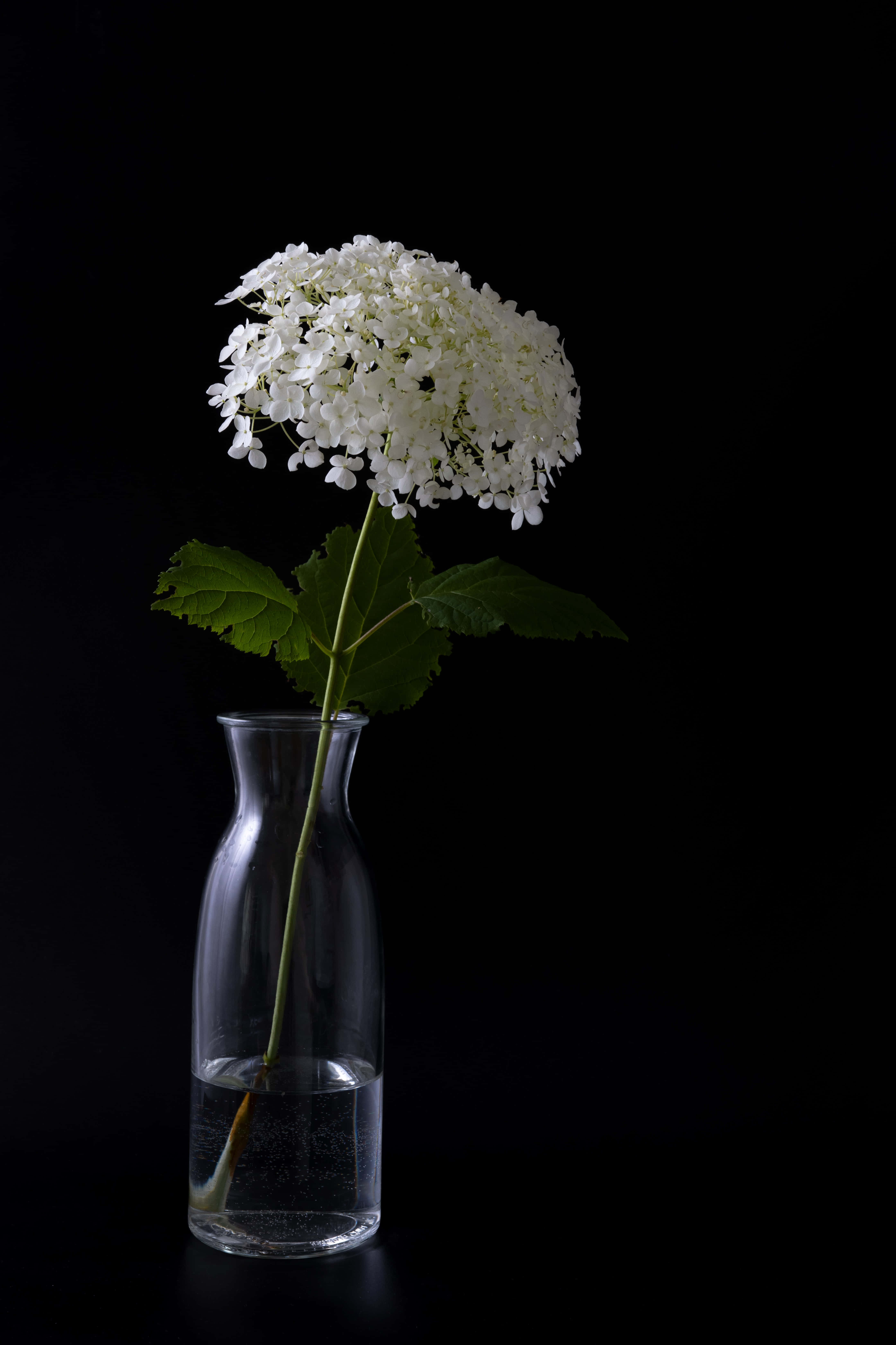 elegant white flowerin glass vase, white hydrangea, clear glass vase, 5K Phone Wallpaper