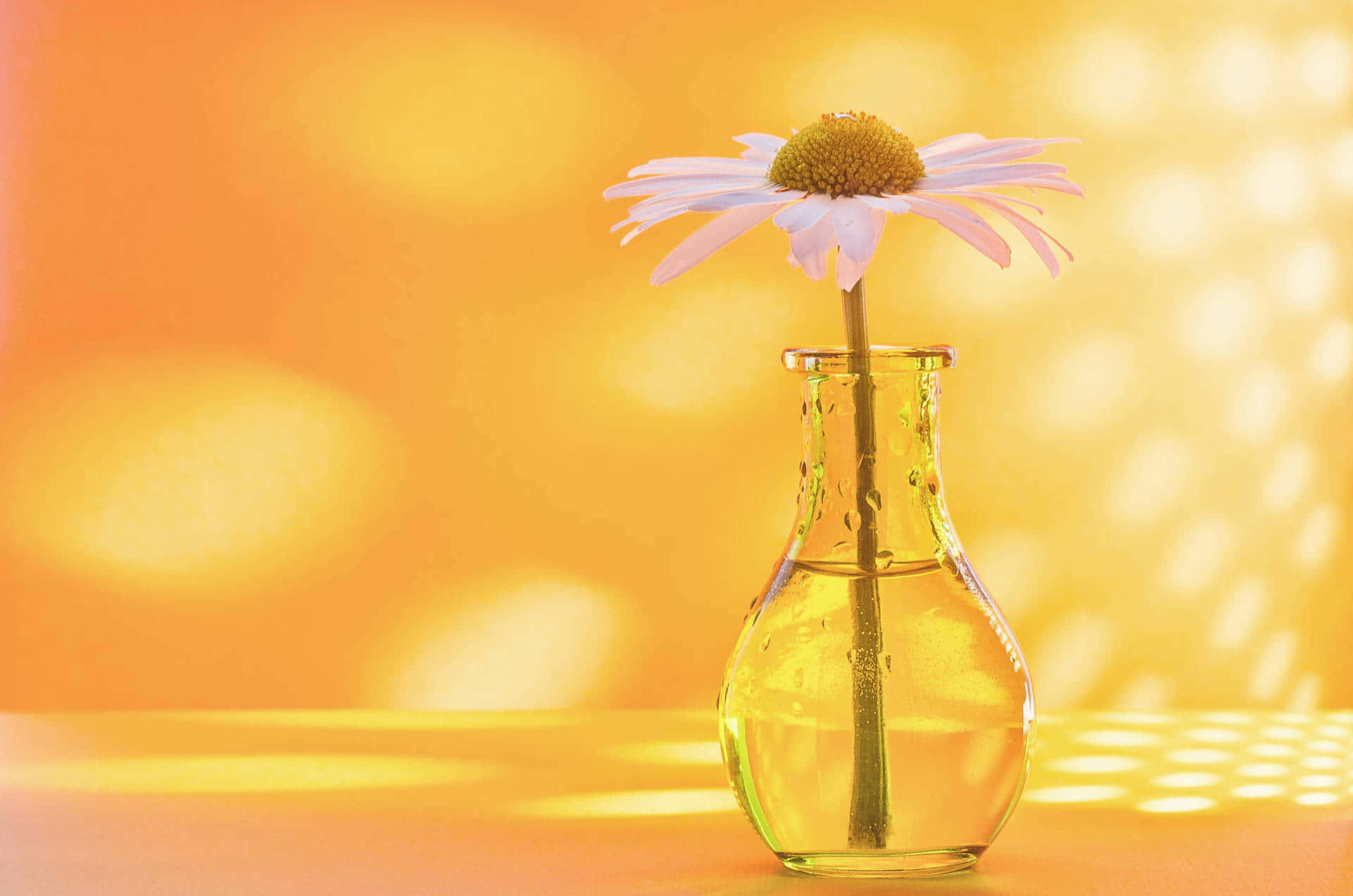 single daisy, clear glass vase, pale pink petals, Full HD Desktop Wallpaper