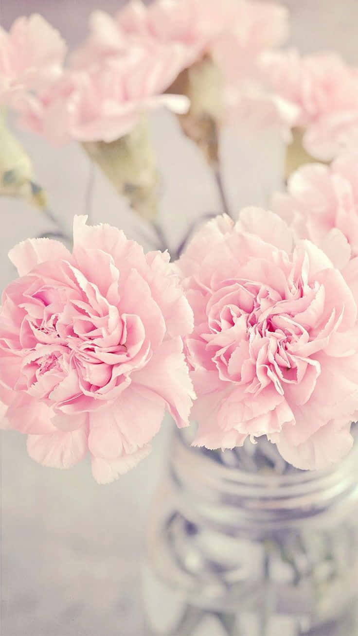 pink floral, carnations, glass jar, HD Phone Wallpaper