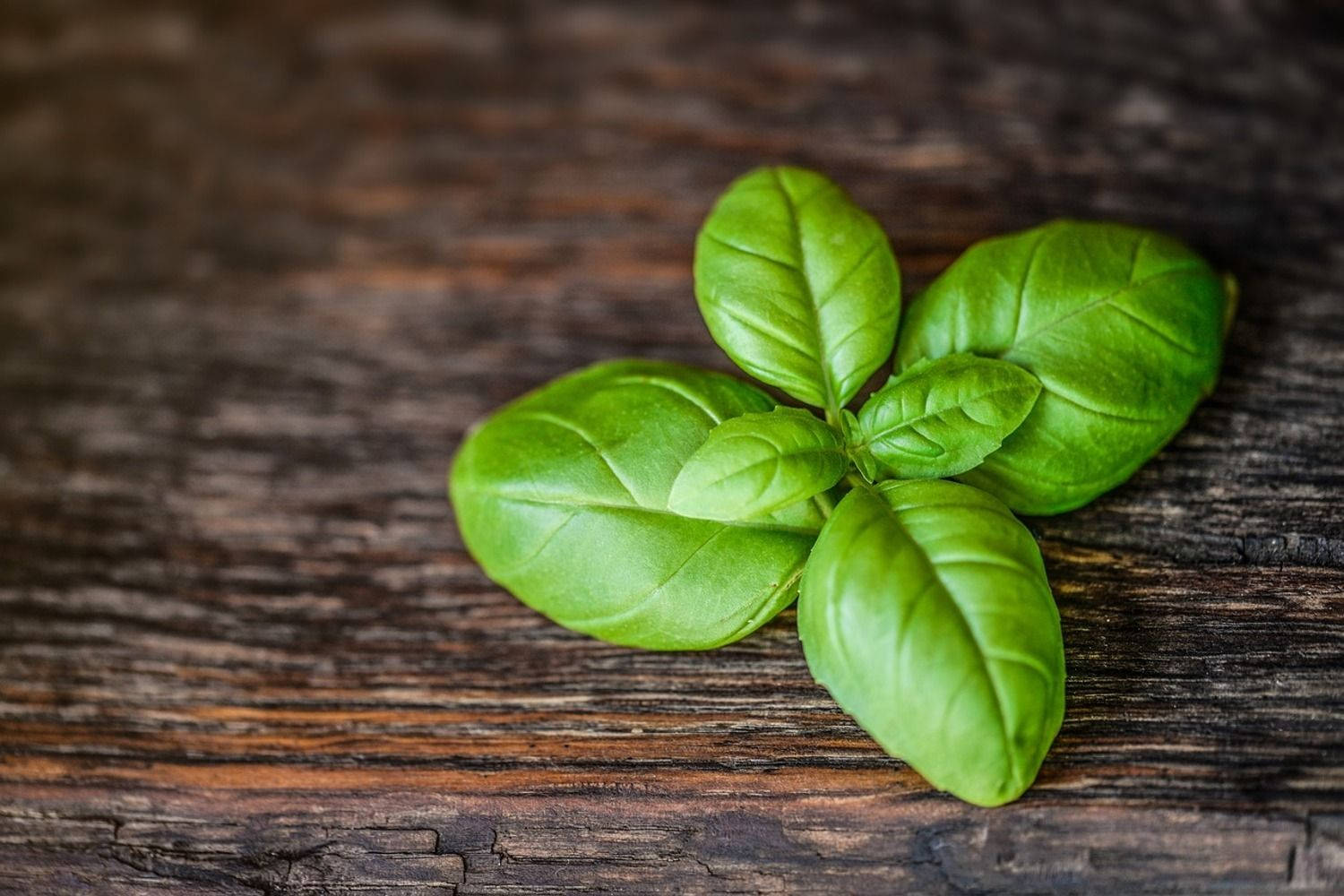 basil, fresh basil leaves, weathered dark wooden surface, HD Desktop Wallpaper
