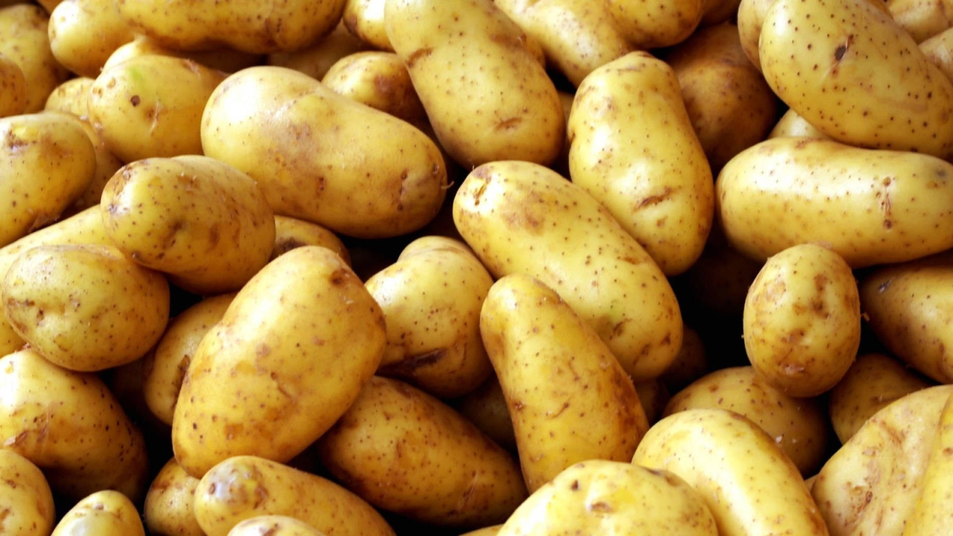 potato russet, vegetable variety, fresh yellow potatoes, HD Desktop Wallpaper