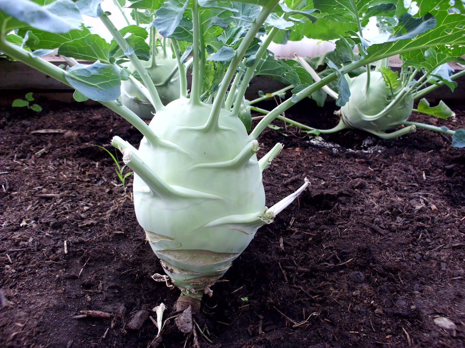 kohlrabi, pale green, rich dark soil, HD Desktop Wallpaper