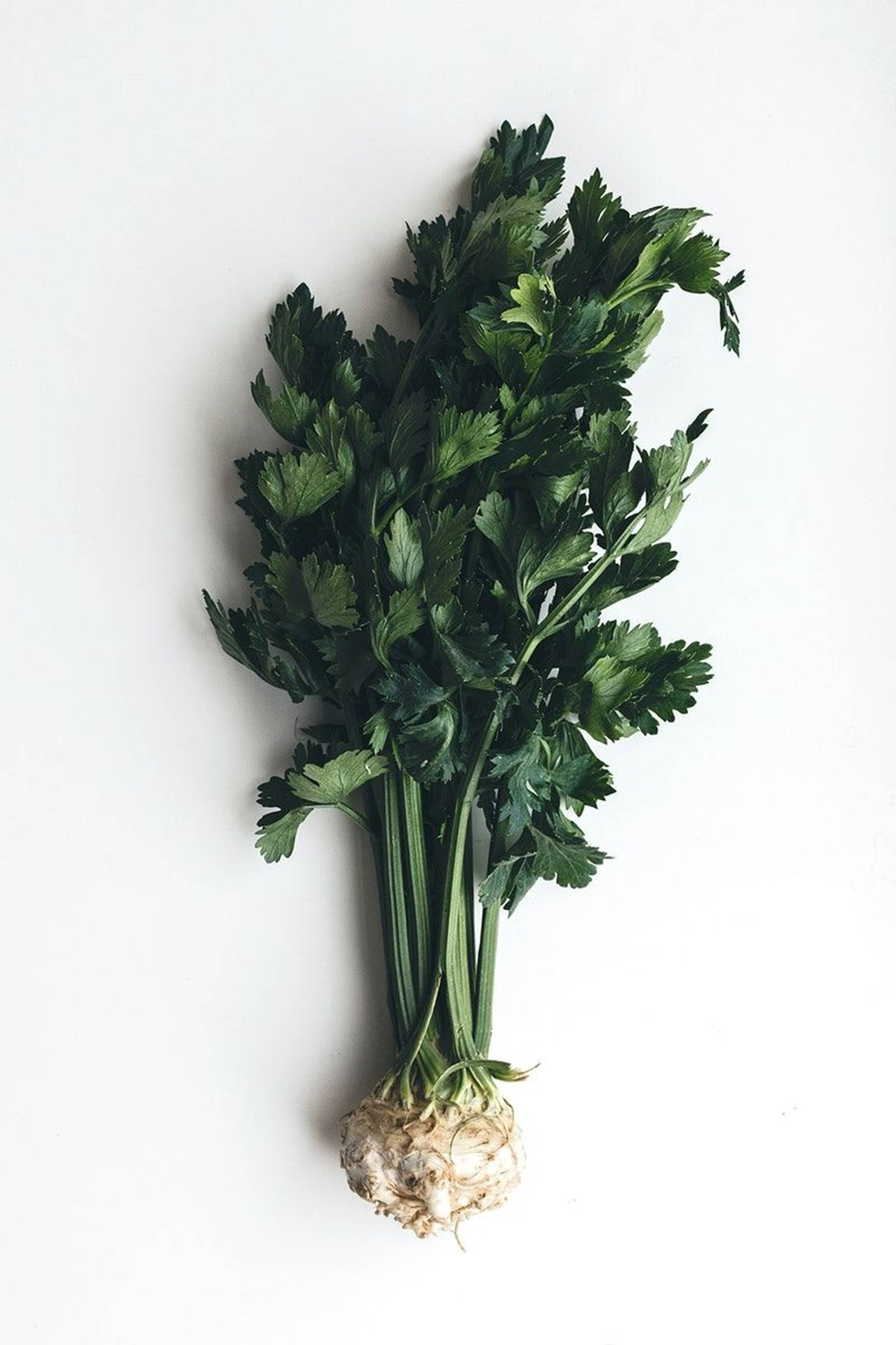celery root, vibrant green leaves, pale root base, 2K Phone Wallpaper