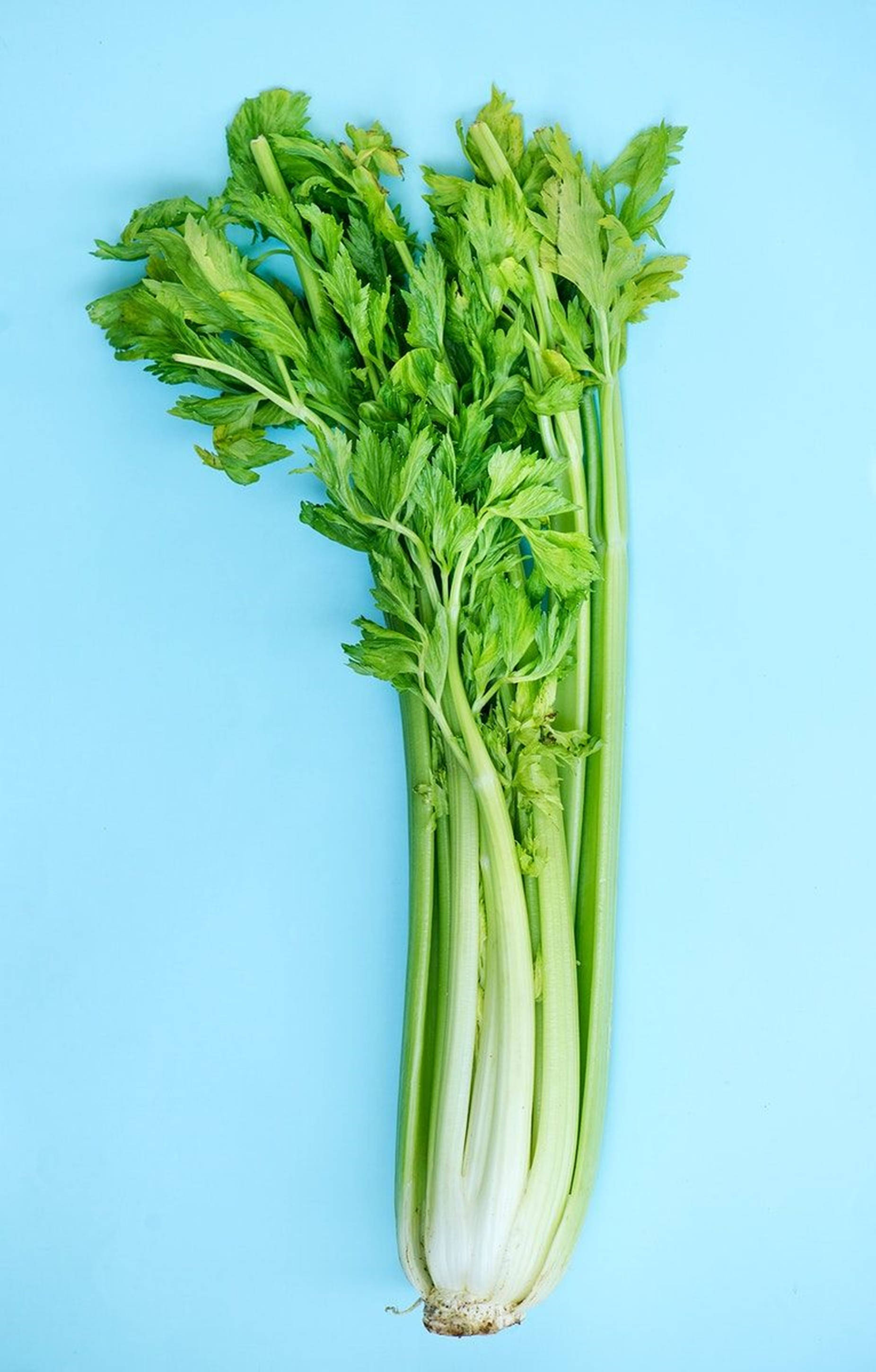 celery plant, vibrant green leaves, light blue background, 2K Phone Wallpaper
