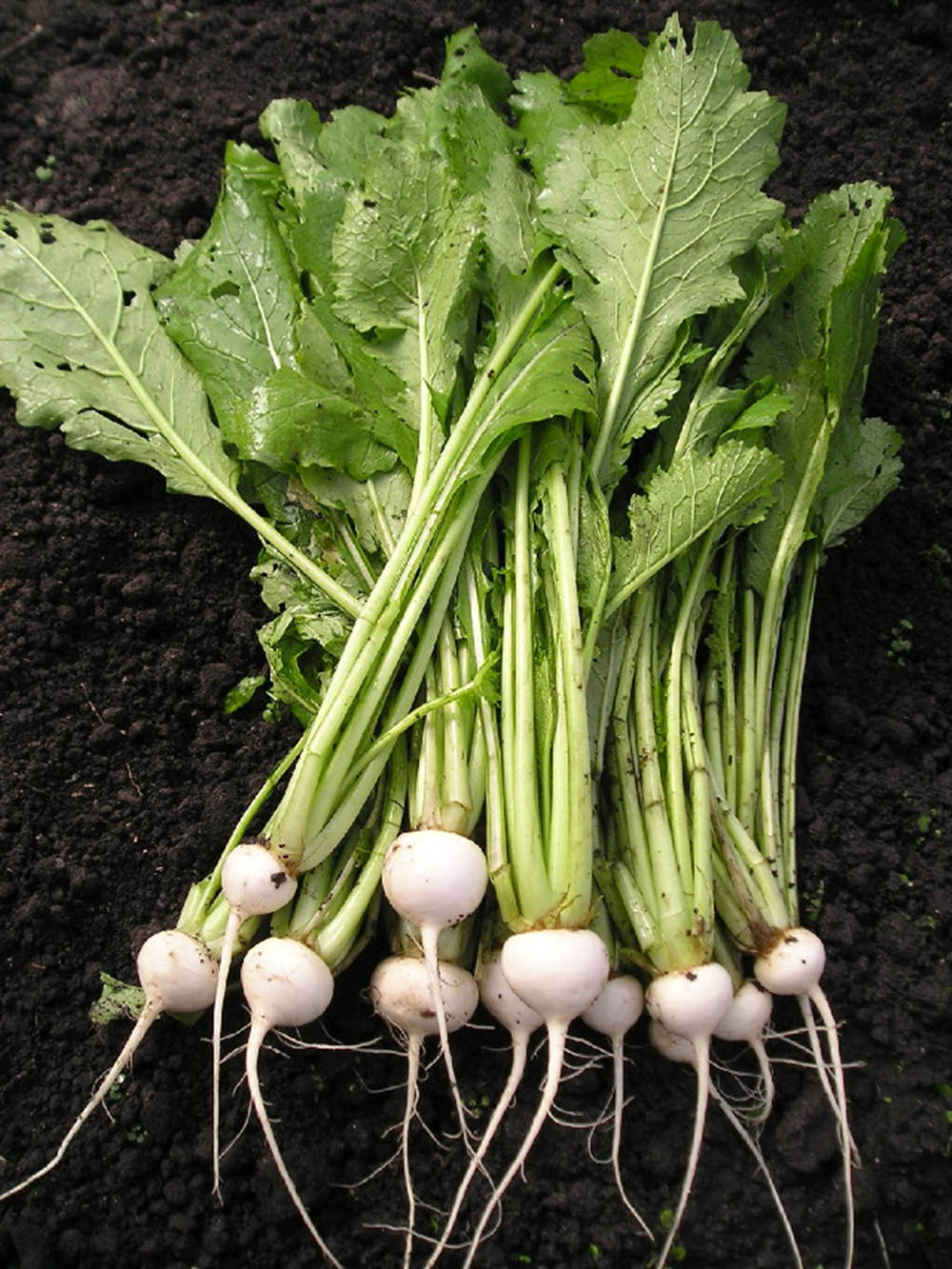 salad turnip, white radishes, vibrant green leaves, HD Phone Wallpaper