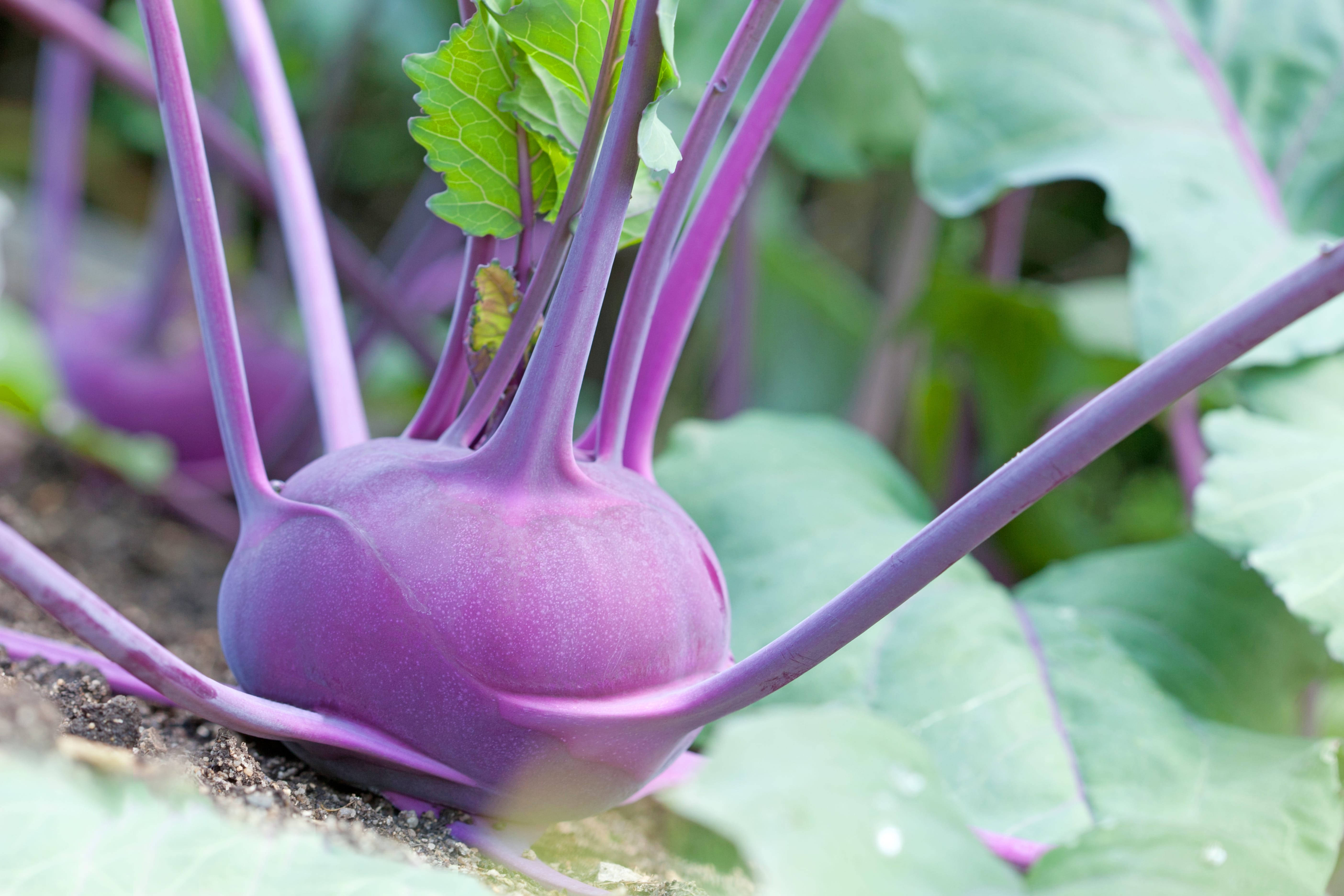 purple kohlrabi, soil, lush green leaves, 5K Desktop Wallpaper
