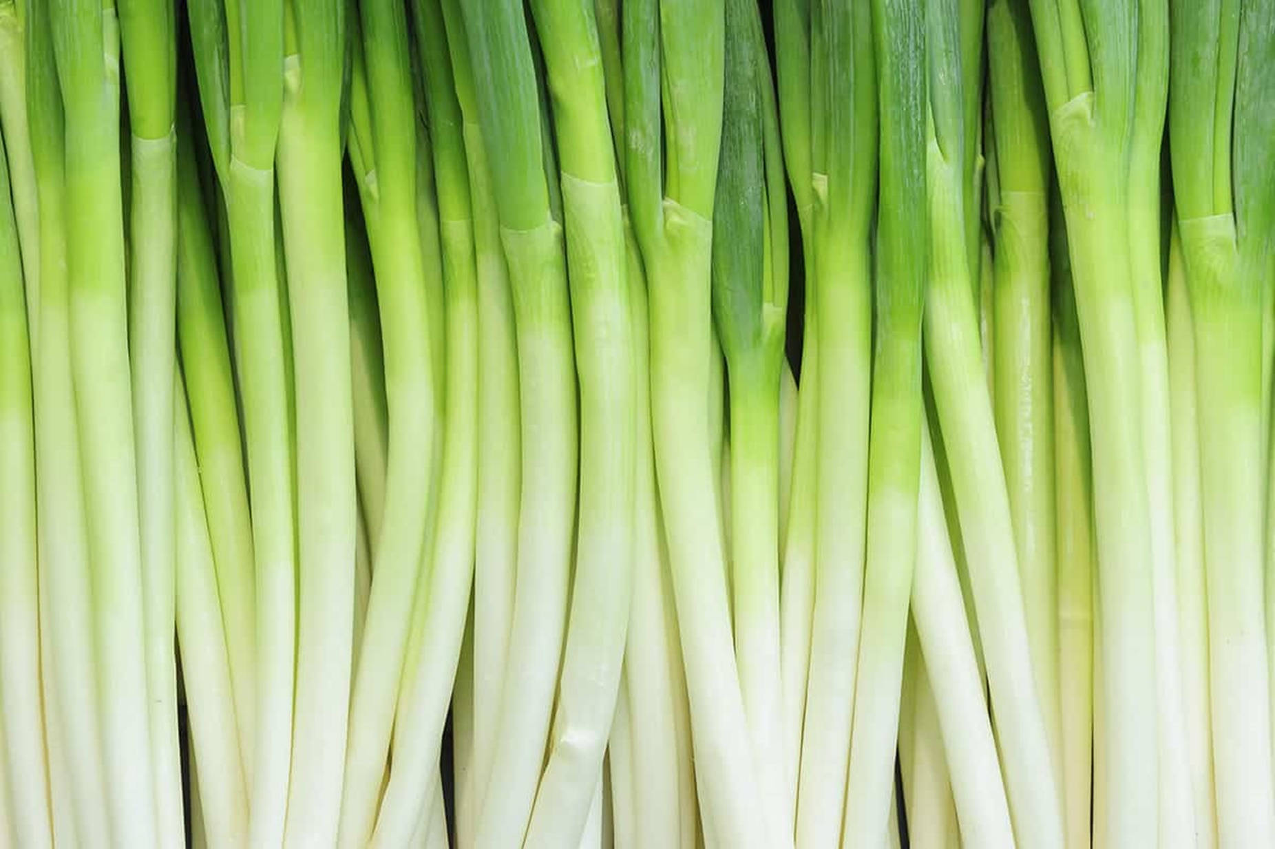 green onion, white stalks, crisp white stems, HD Desktop Wallpaper