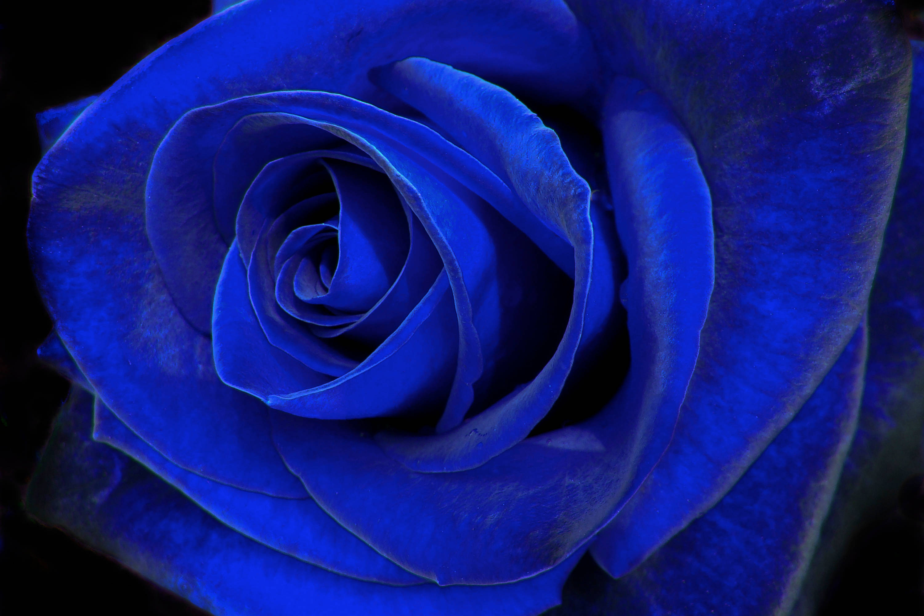 blue velvet rose, deep blue, velvety petals, 2K Desktop Wallpaper