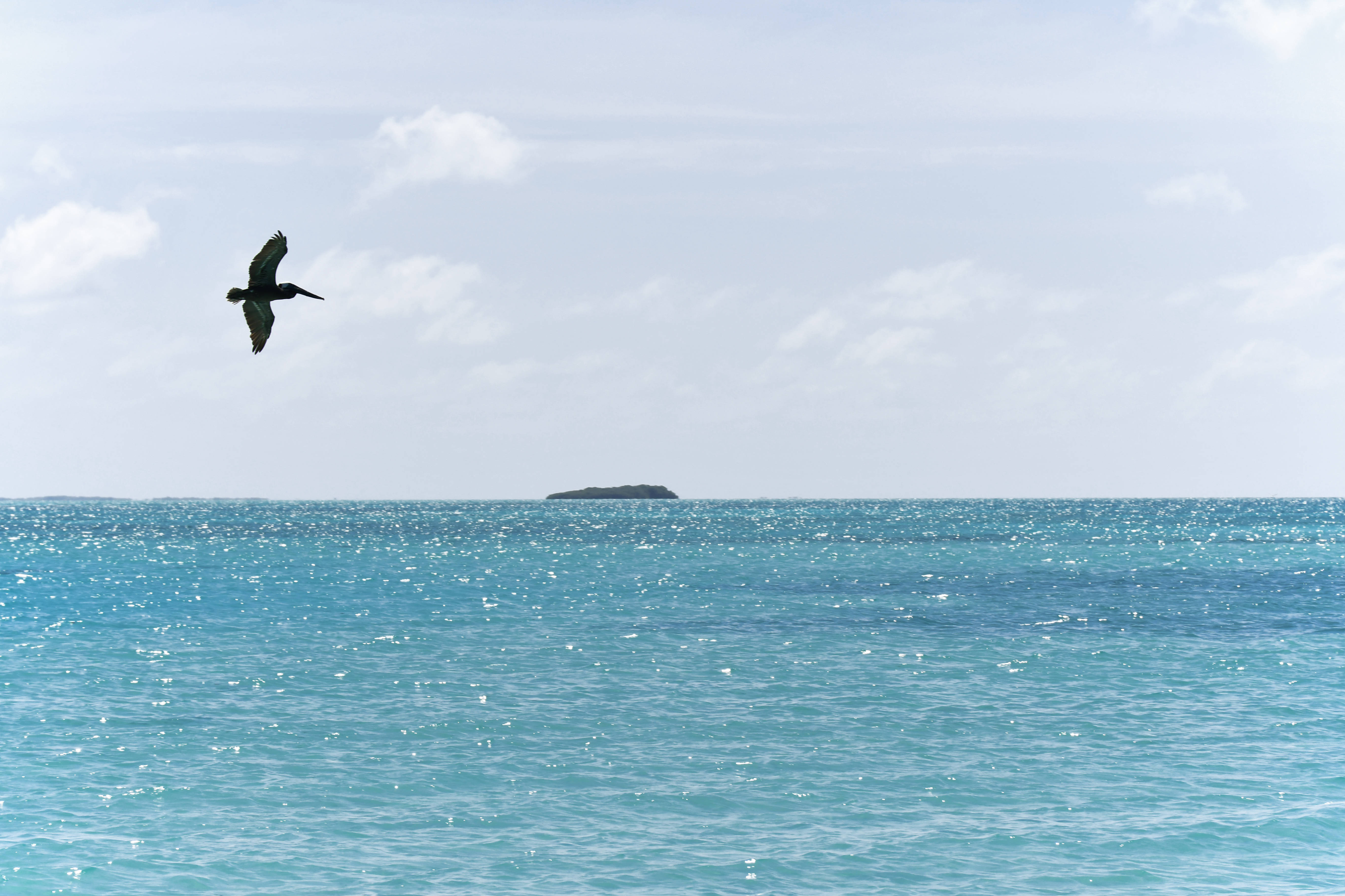 pelican, Venezuela, turquoise waters, 5K Desktop Wallpaper