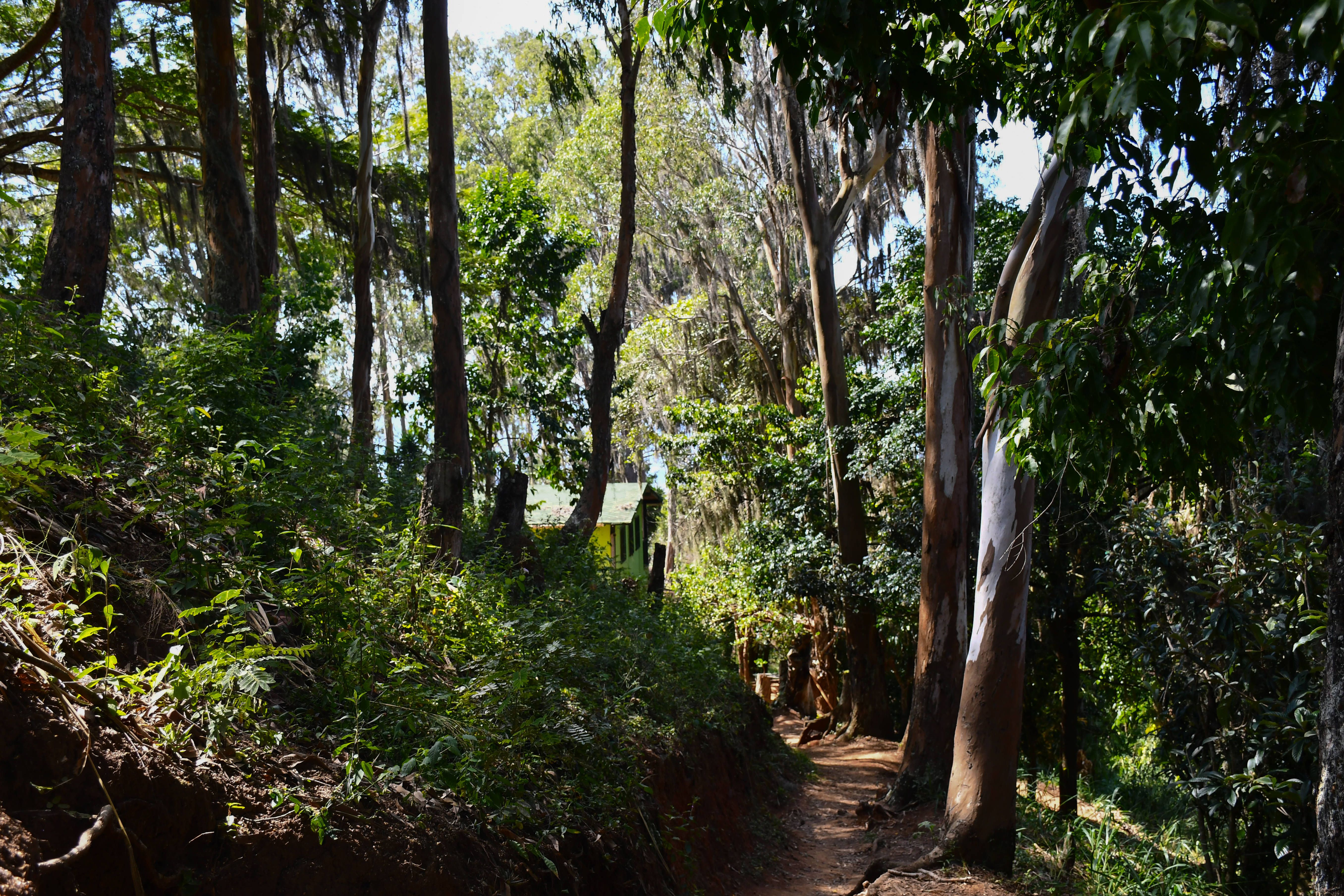 forest house, Venezuela, sunlit forest path, 5K Desktop Wallpaper