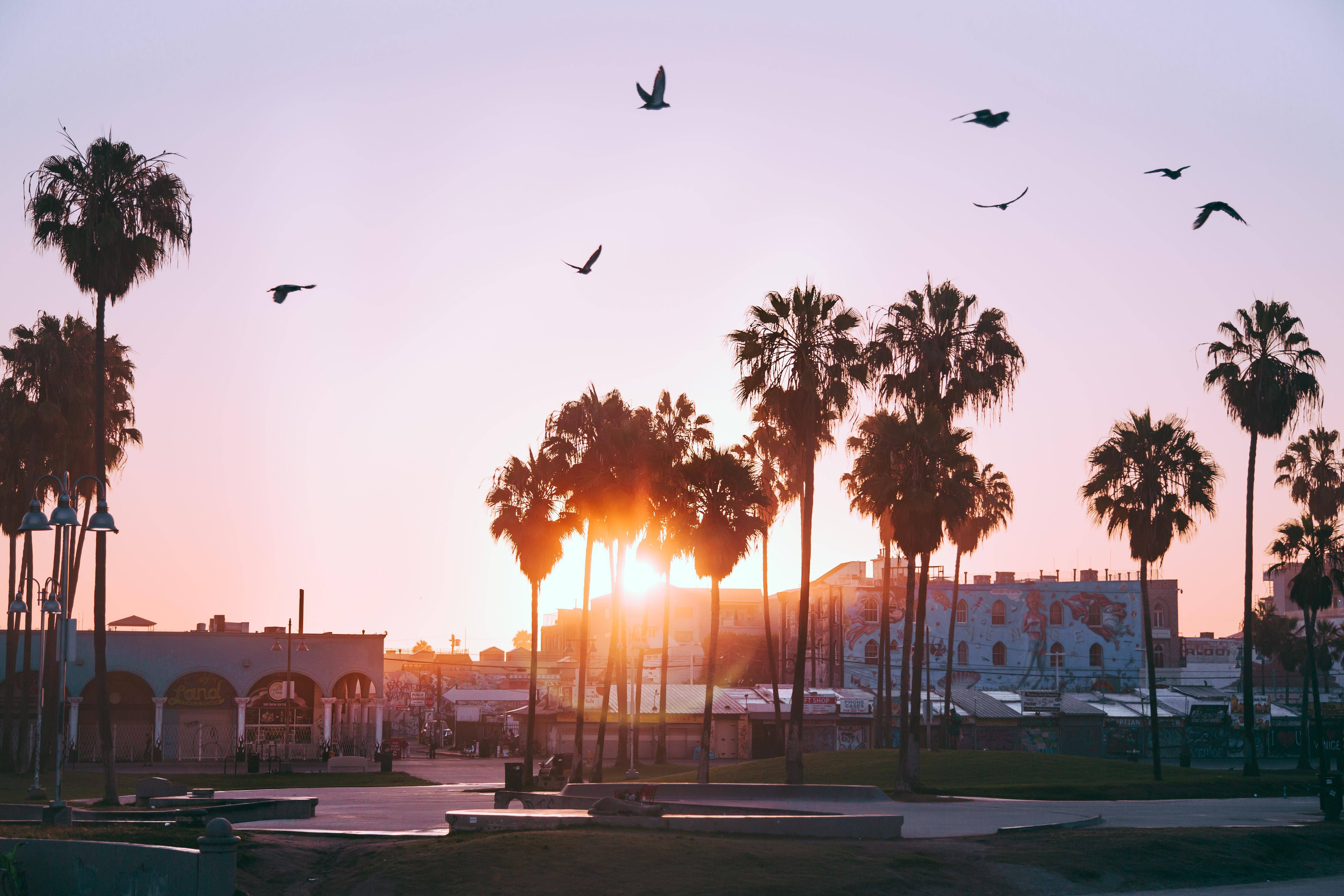 Venice Beach, pink sky, birds, 5K Desktop Wallpaper