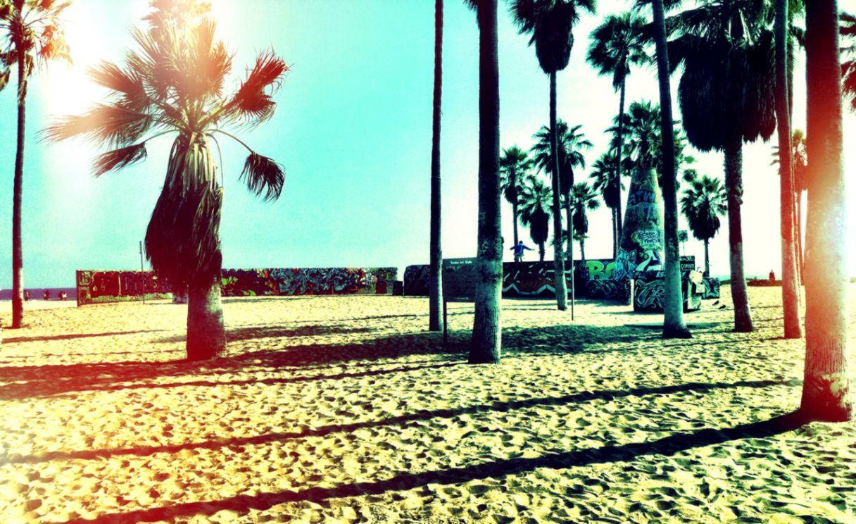 Venice Beach, bright sunlight, palm trees, SD Desktop Wallpaper