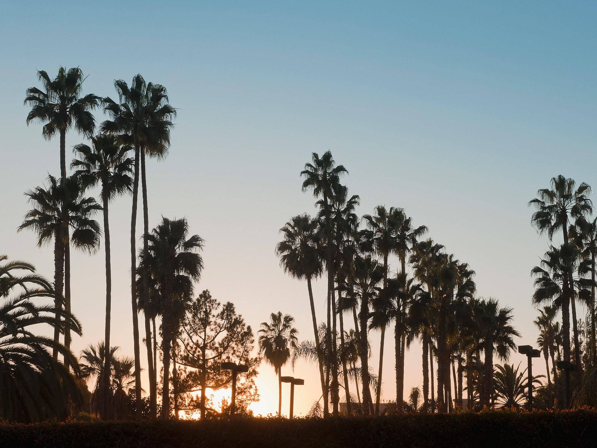 Venice Beach, palm trees, sunset, Full HD Desktop Wallpaper