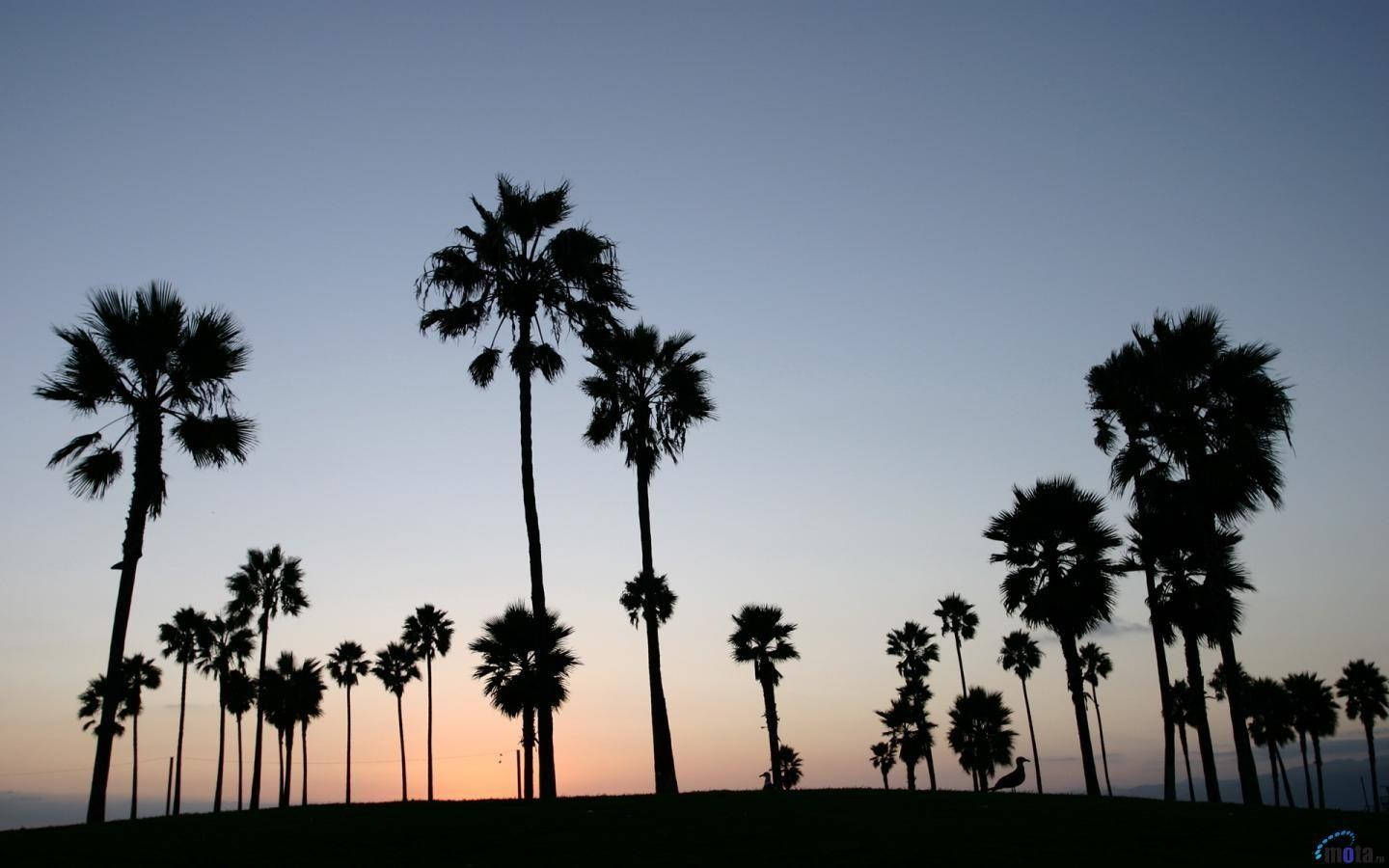 Venice Beach, blue, pink, HD Desktop Wallpaper