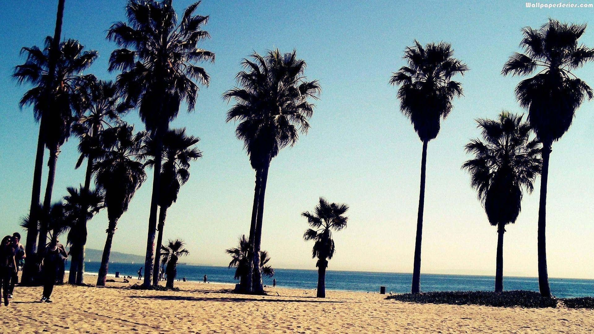 Venice Beach, palm trees, sunlit beach, Full HD Desktop Wallpaper