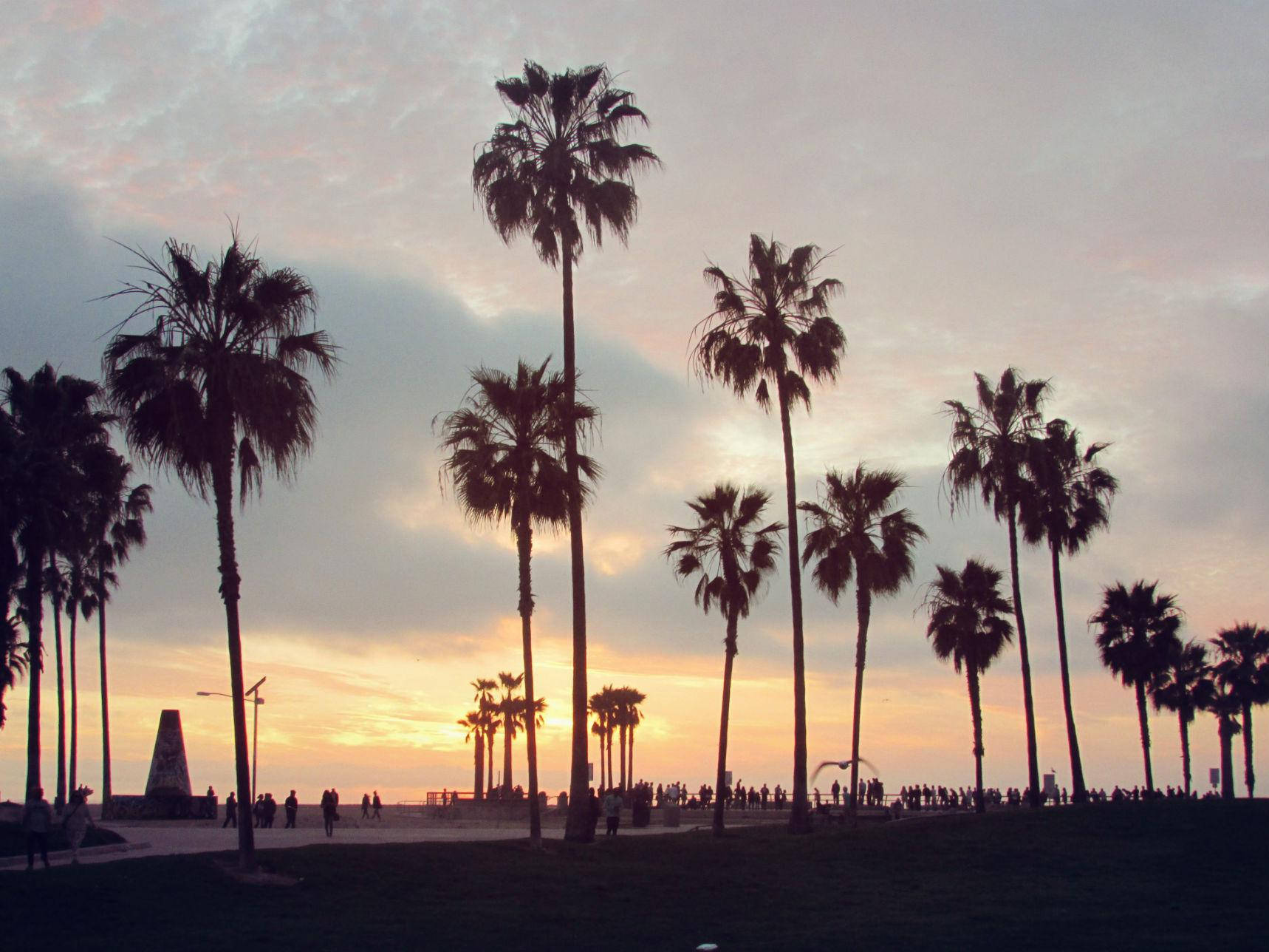 Venice Beach, sunset, tall trees, HD Desktop Wallpaper