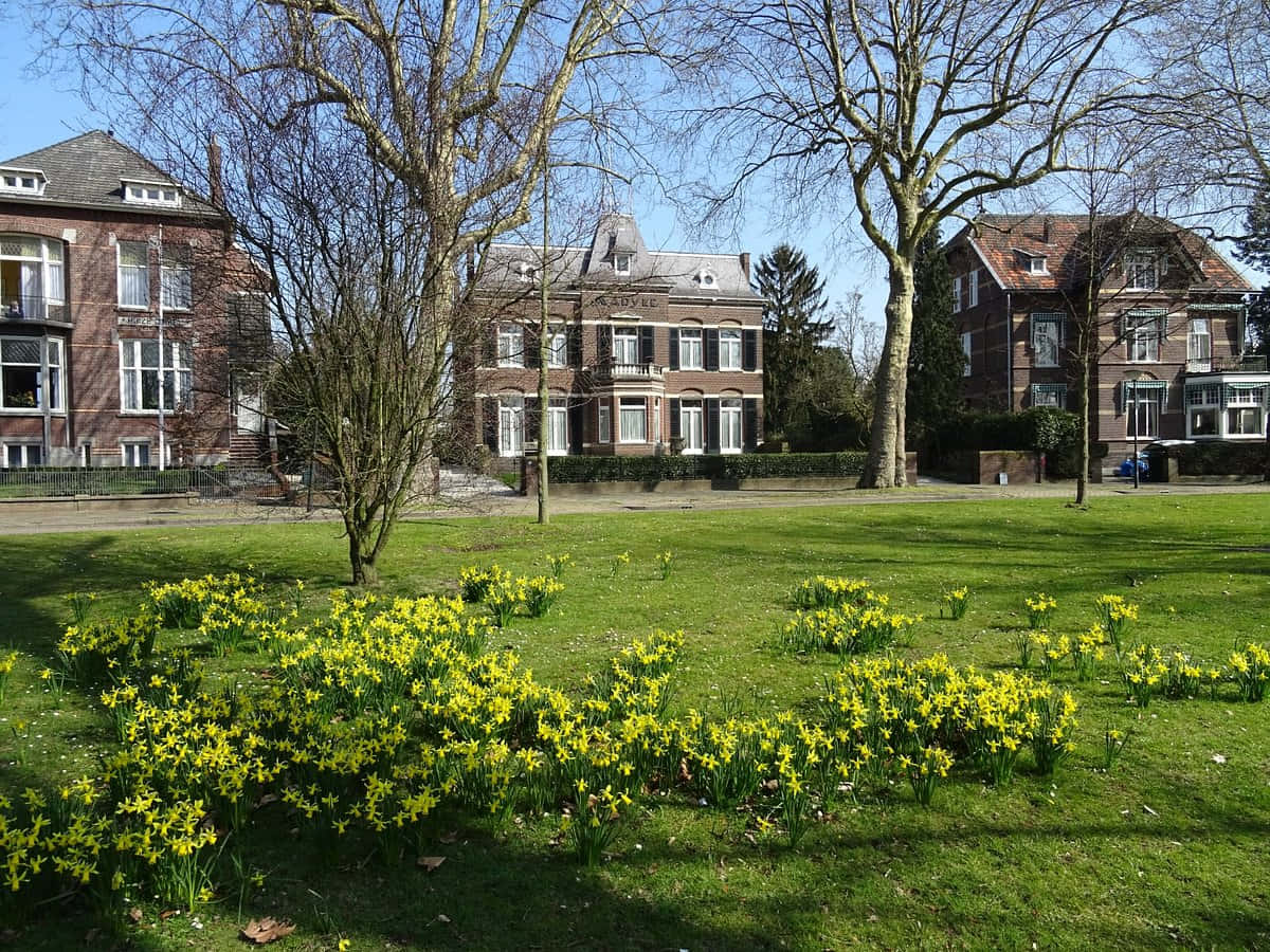 Venlo, daffodils, green lawn, SD Desktop Wallpaper