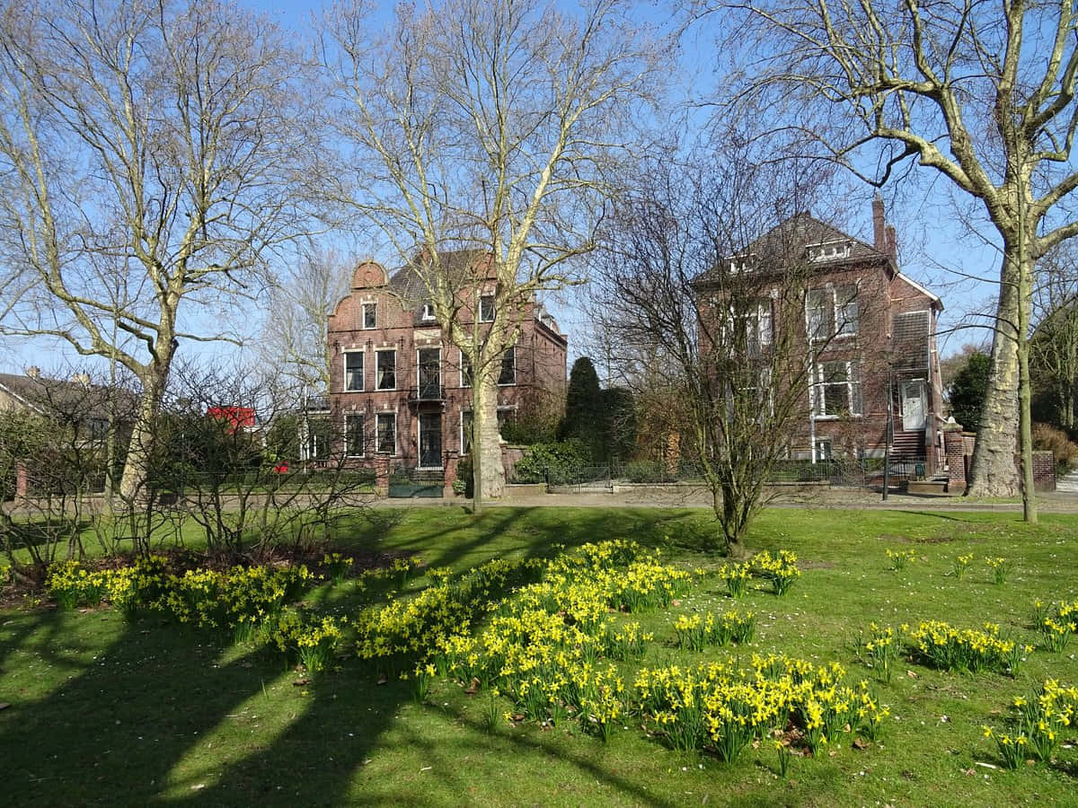 Venlo, historic brick houses, bright yellow daffodils, SD Desktop Wallpaper