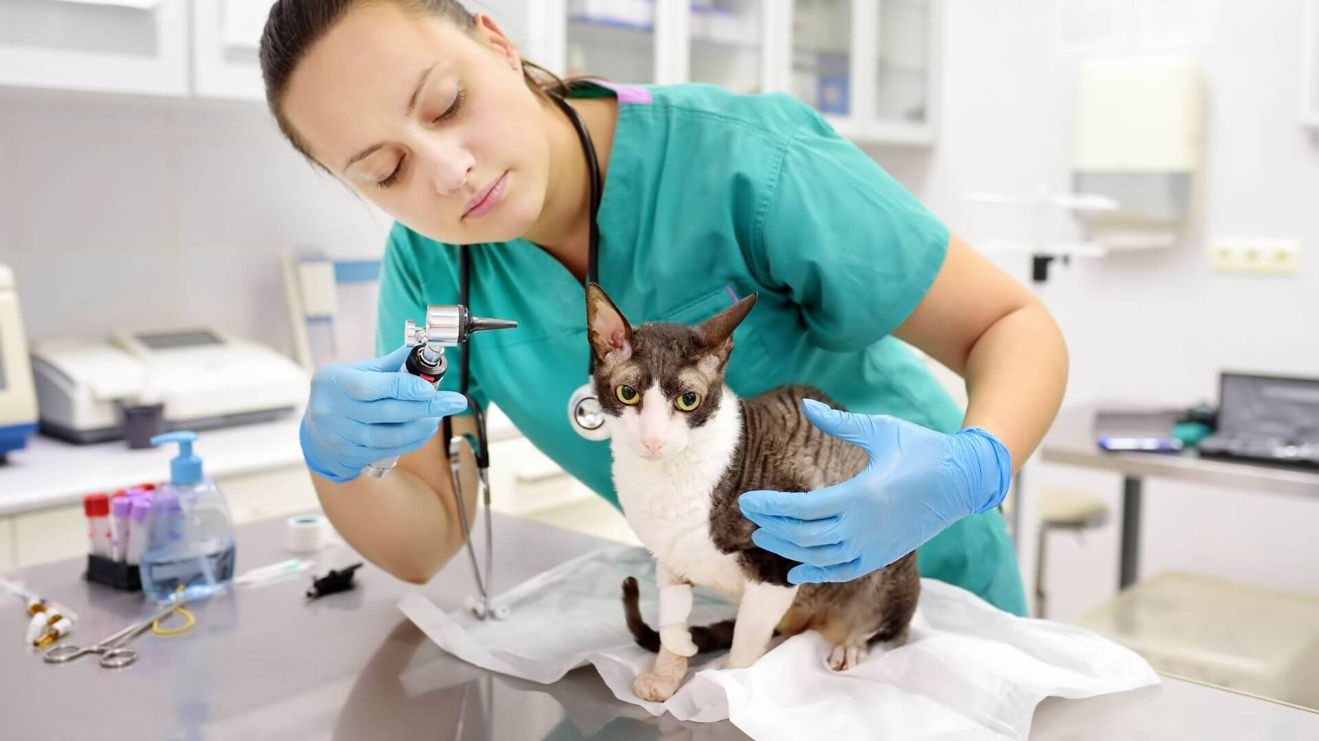 veterinarian, cat, otoscope, Full HD Desktop Wallpaper