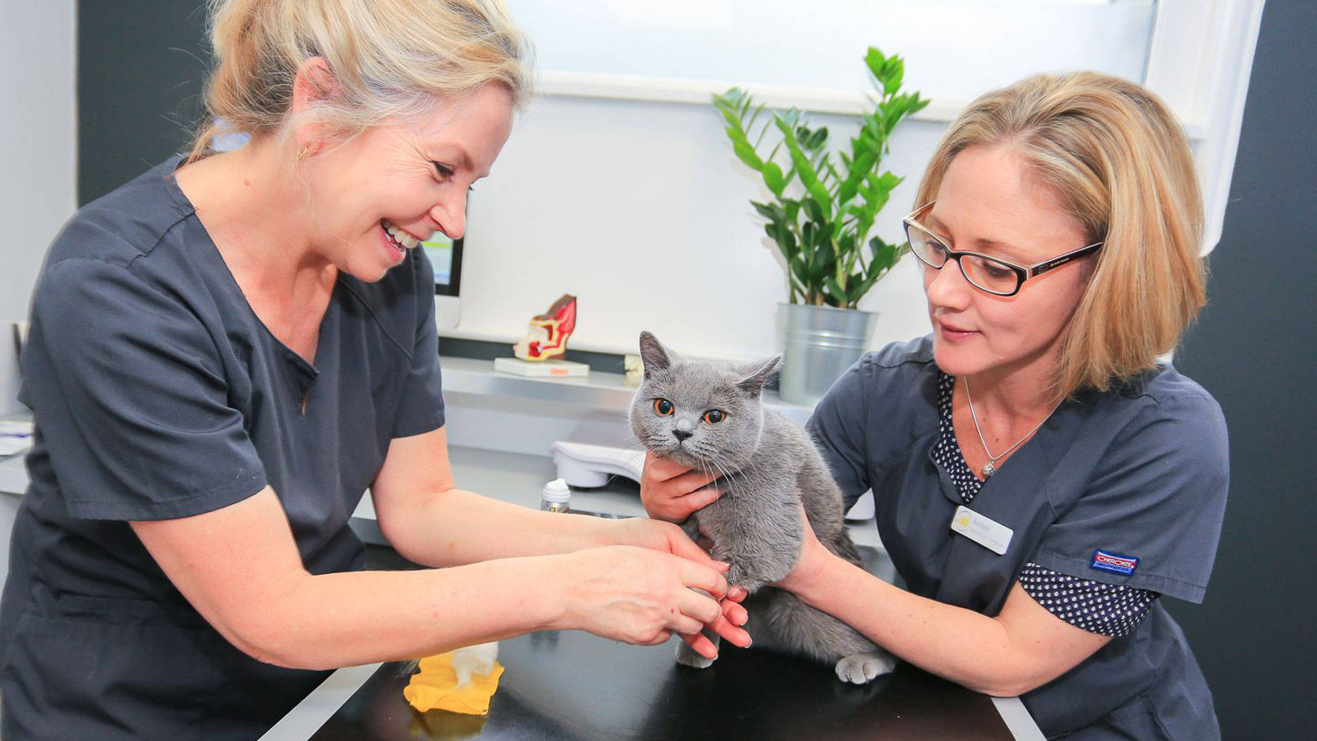 veterinarians, grey cat, exam table, Full HD Desktop Wallpaper
