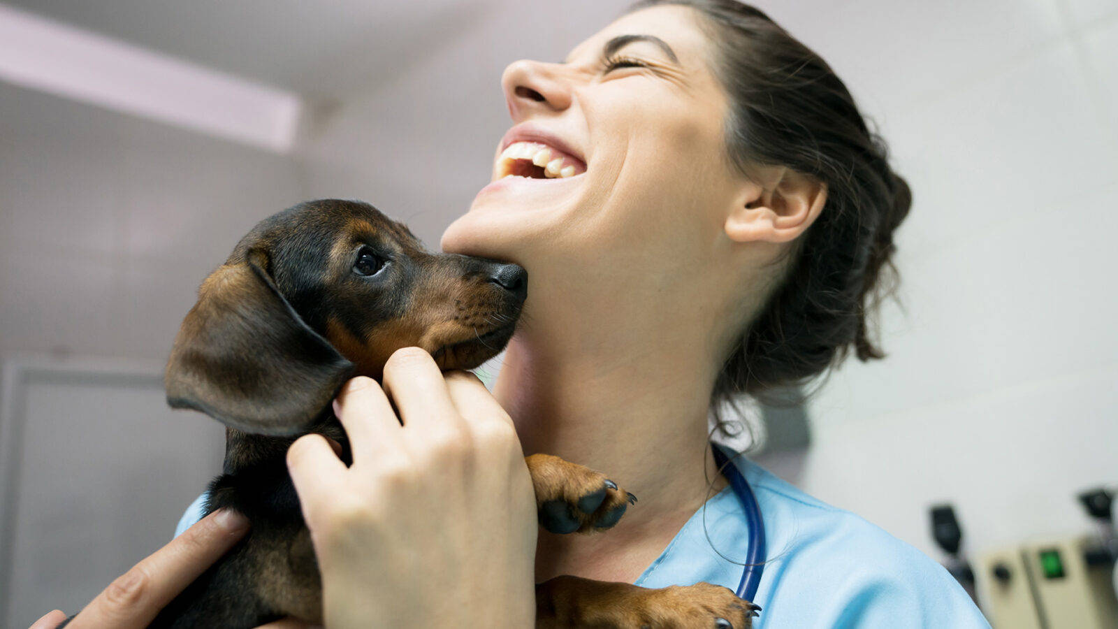 veterinarian, dachshund puppy, clinic, HD Desktop Wallpaper