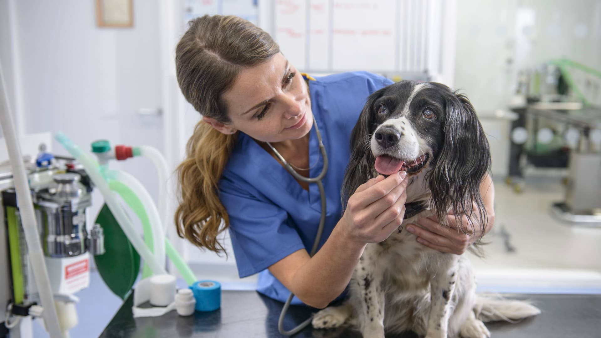 veterinarian, blue scrubs, black and white dog, Full HD Desktop Wallpaper