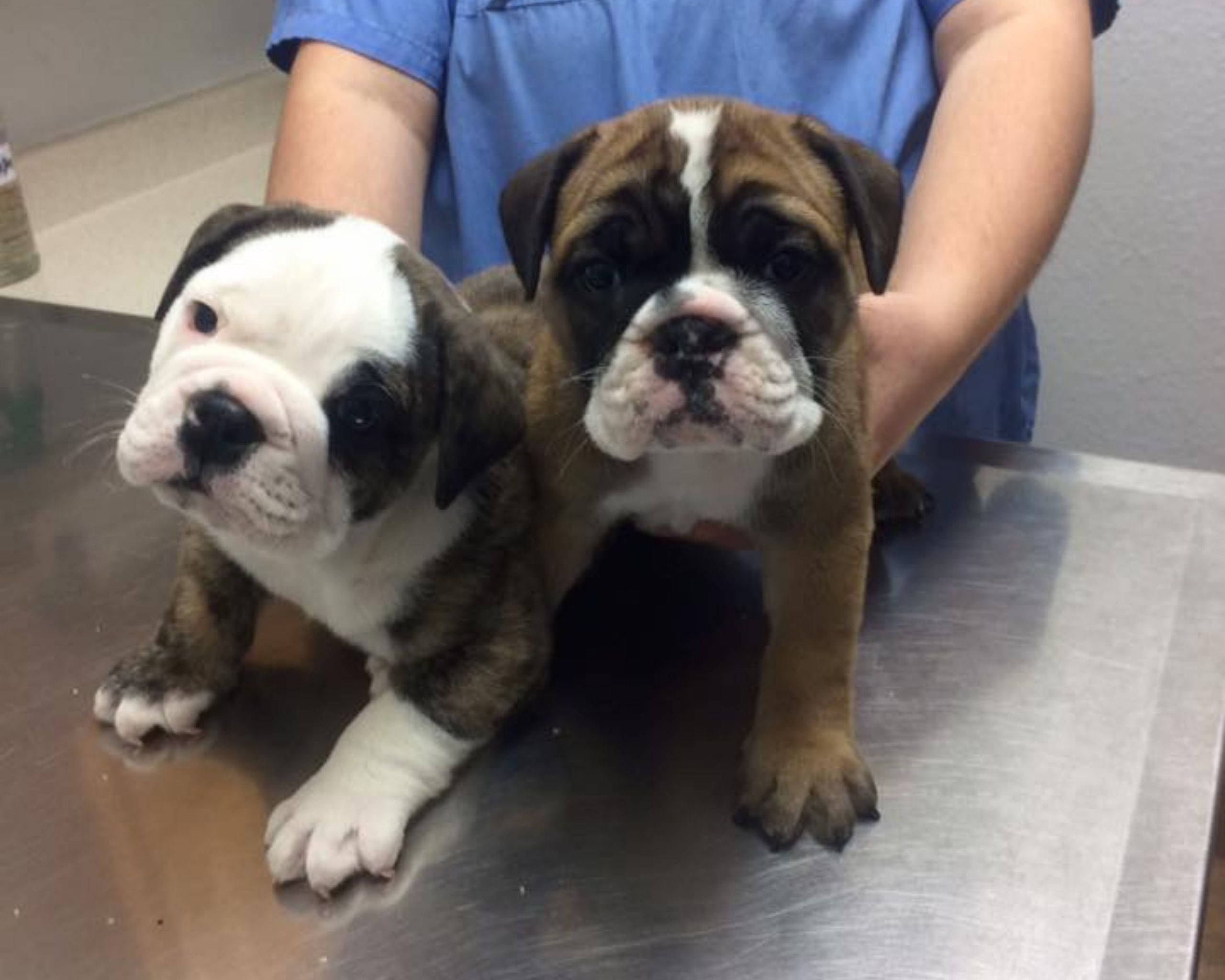 bulldog puppies, stainless steel table, blue scrubs, 2K Desktop Wallpaper