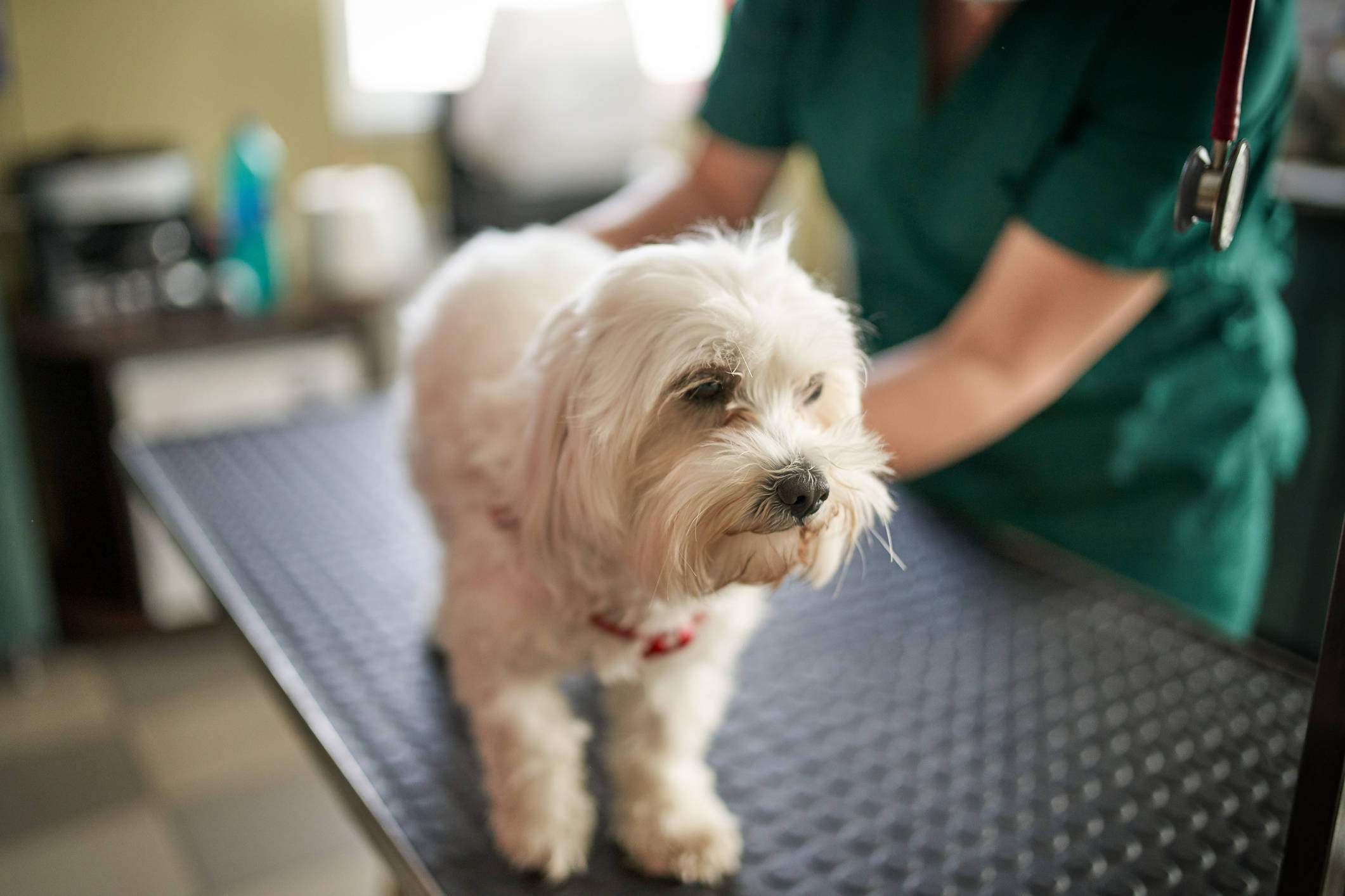white terrier, green scrubs, examination table, Full HD Desktop Wallpaper