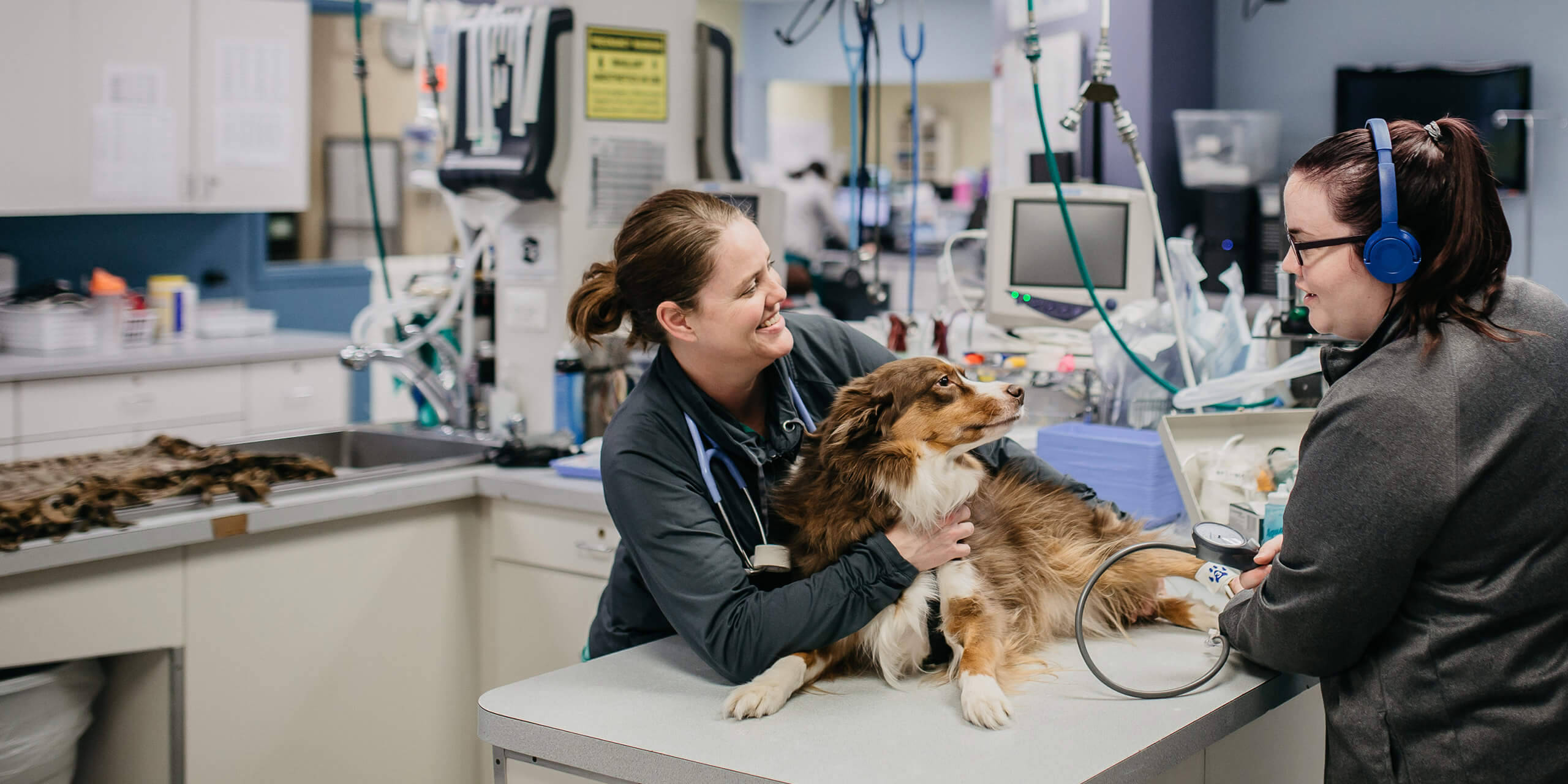 Australian Shepherd, vet technician, exam table, 2K Desktop Wallpaper