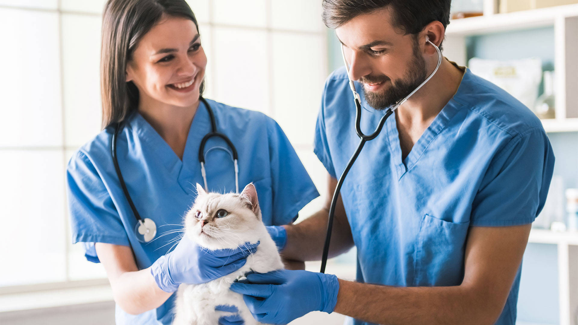 blue scrubs, fluffy white cat, stethoscope, Full HD Desktop Wallpaper