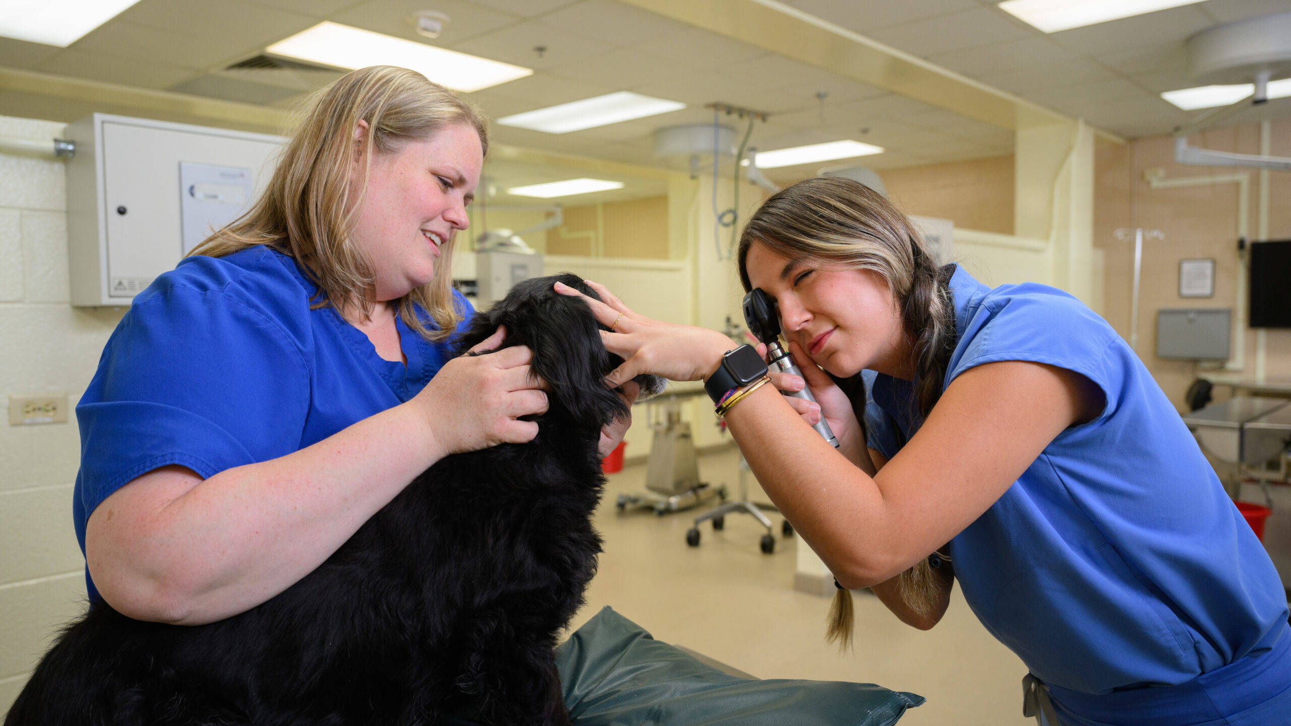 veterinarian, domestic dog, blue scrubs, 2K Desktop Wallpaper