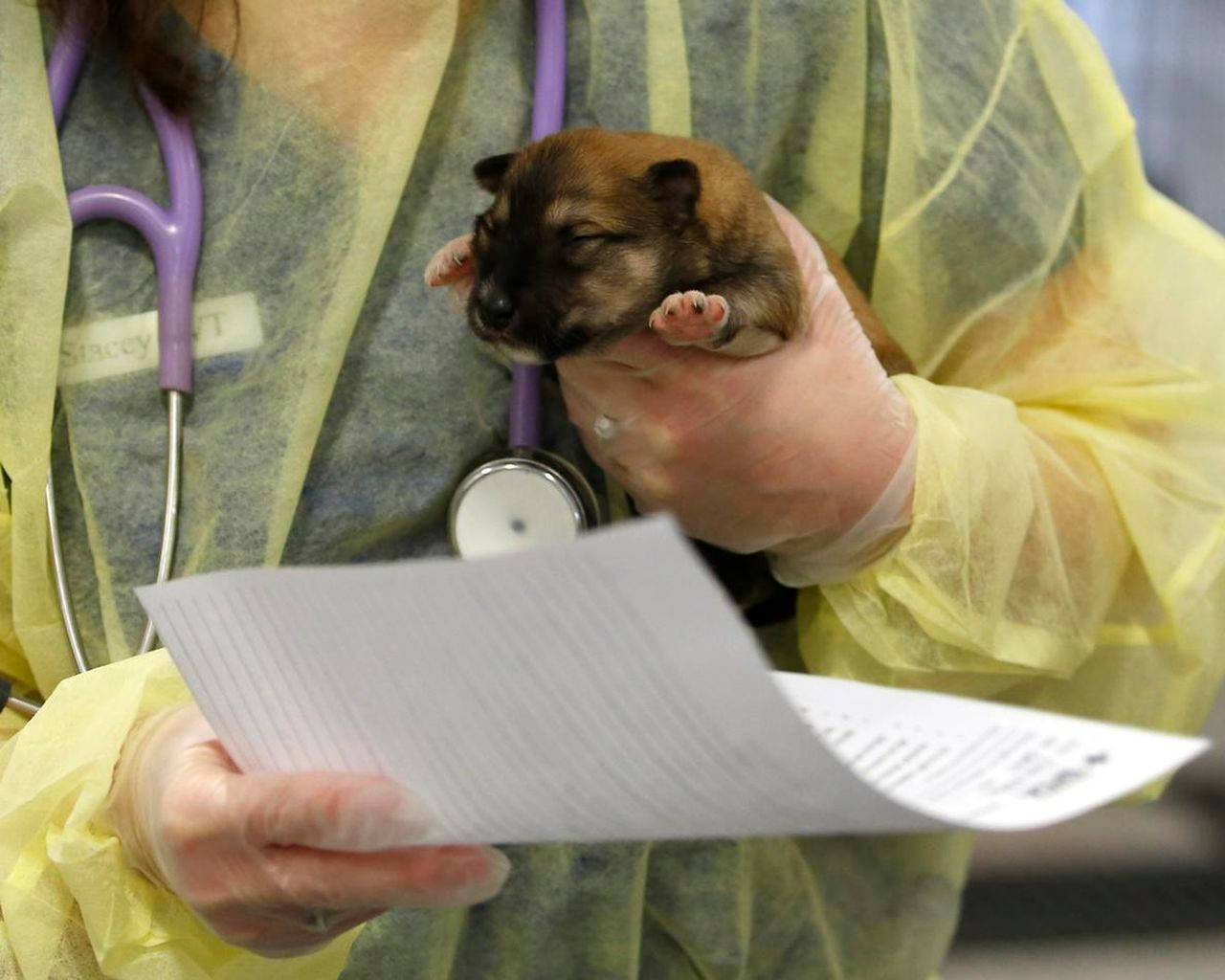 veterinarian, puppy, yellow gown, HD Desktop Wallpaper