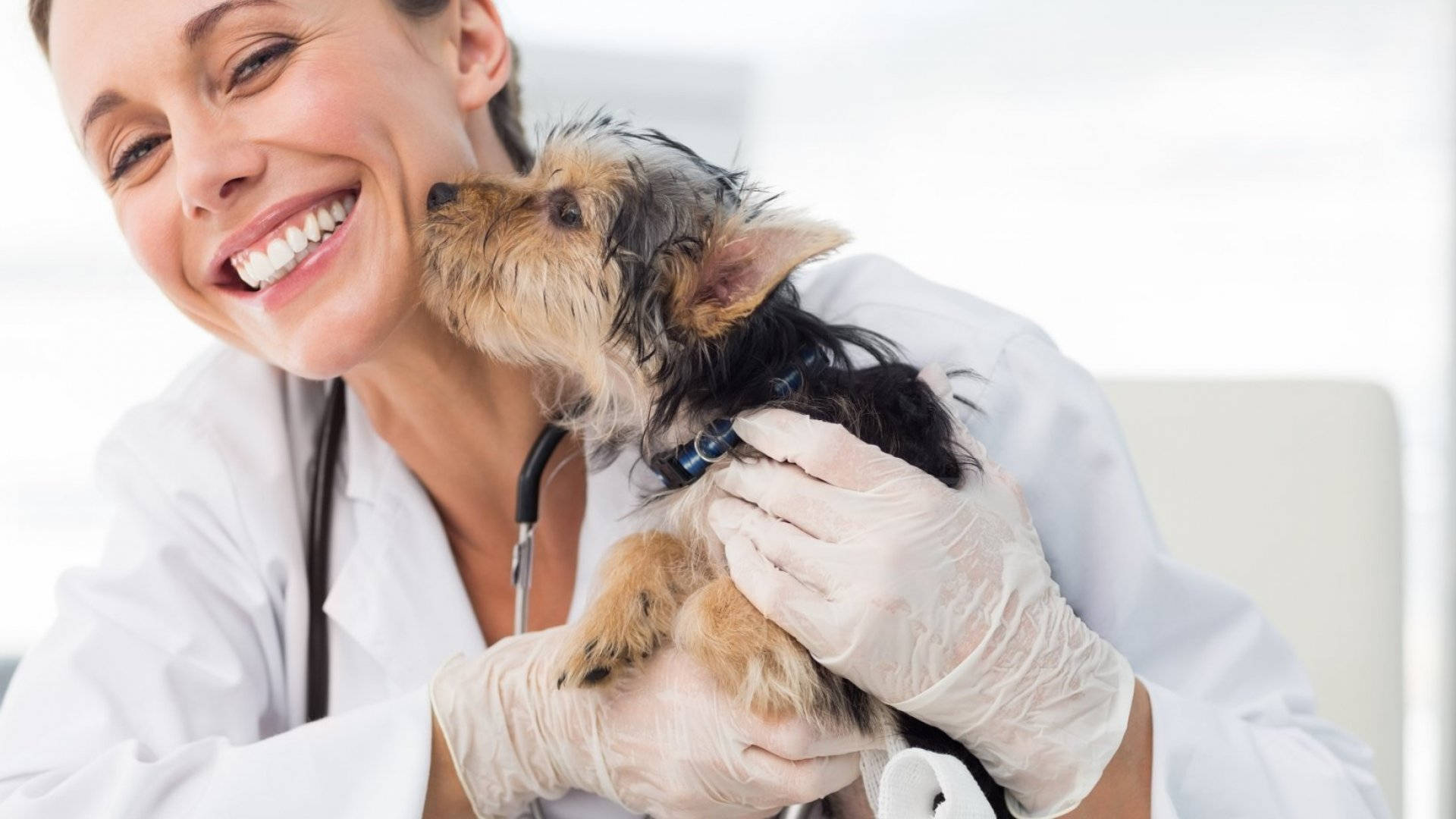 veterinarian, white coat, gloves, Full HD Desktop Wallpaper