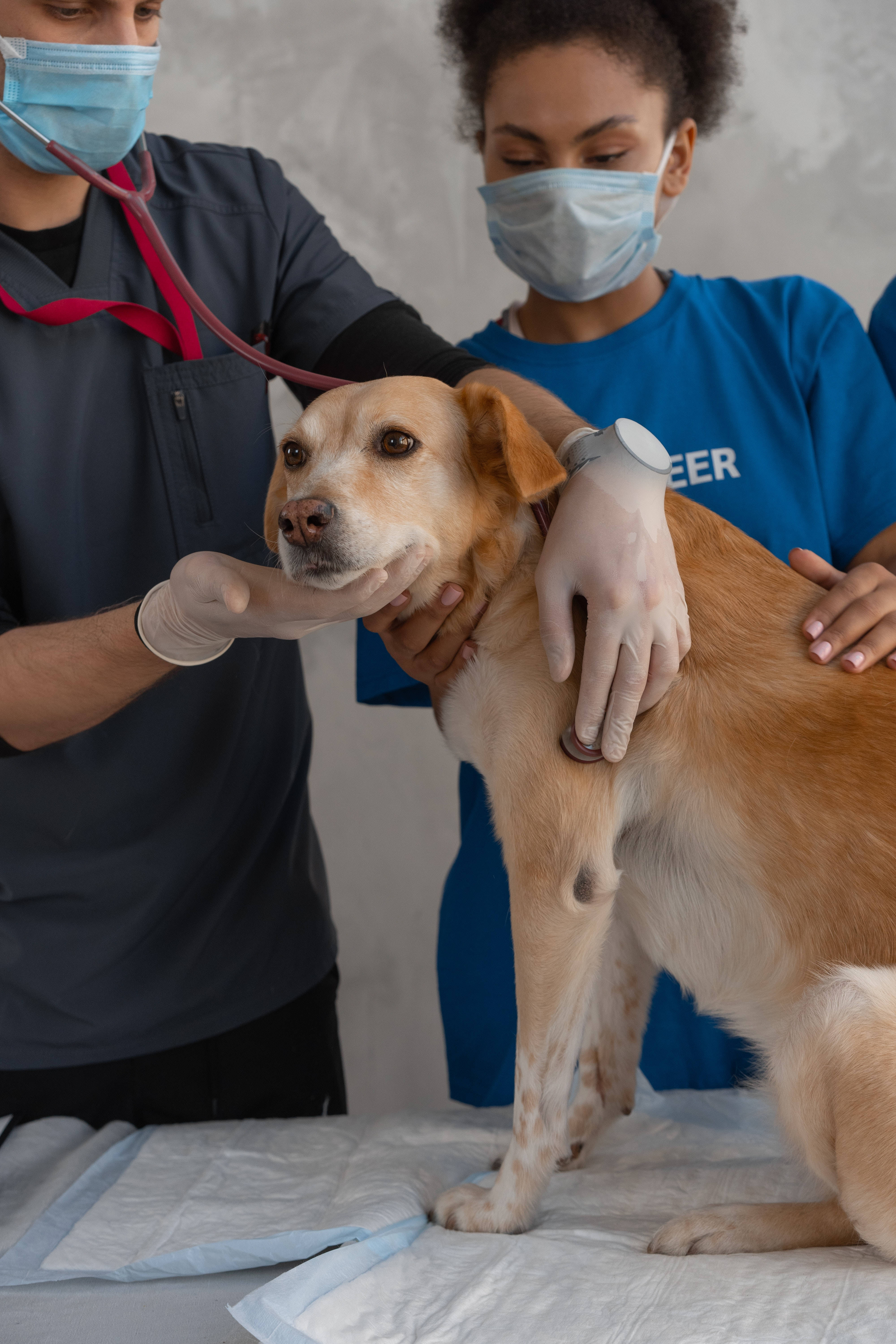 veterinarians, light brown dog, exam table, 5K Phone Wallpaper