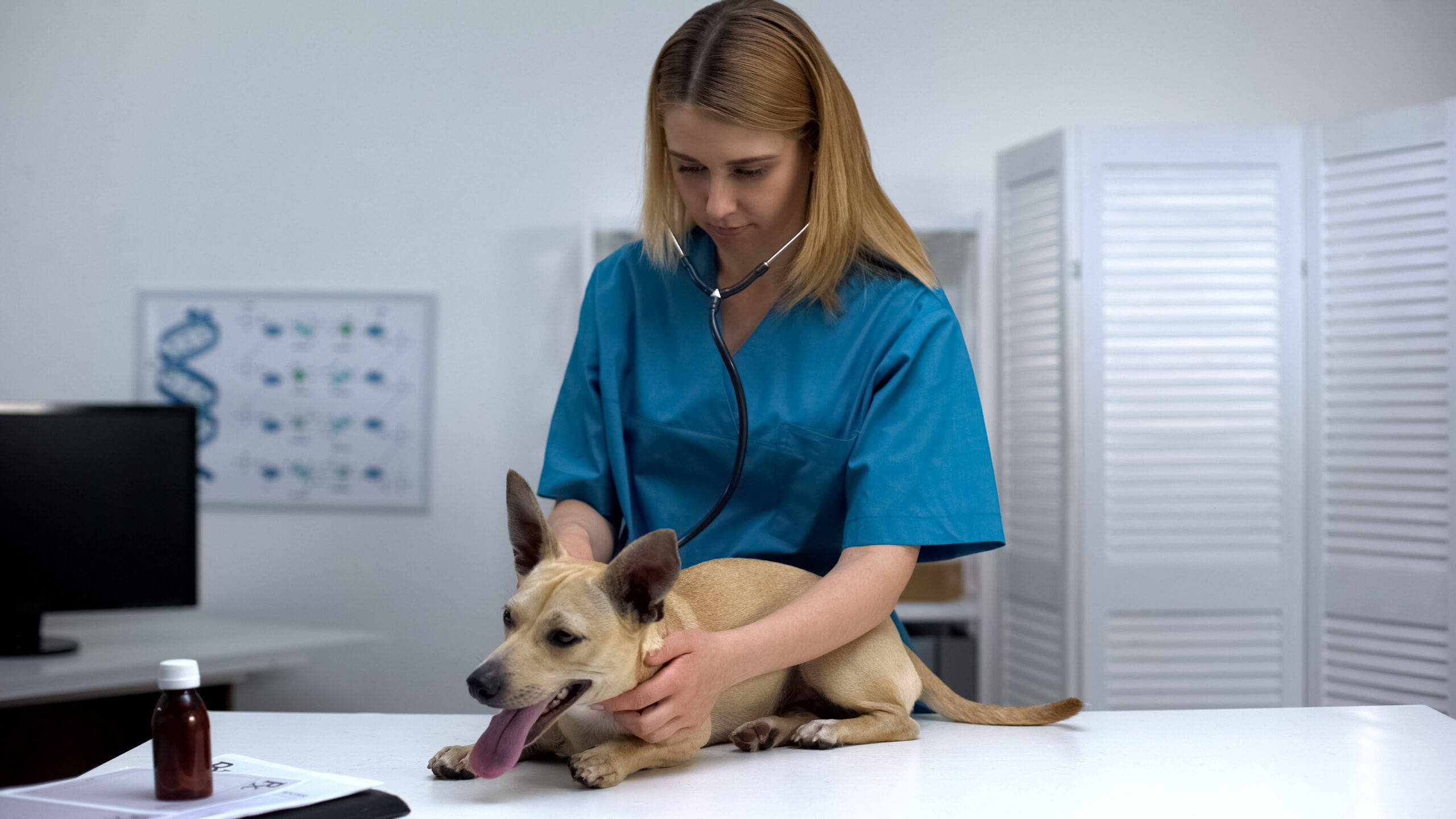 veterinarian, blue scrubs, tan dog, 2K Desktop Wallpaper
