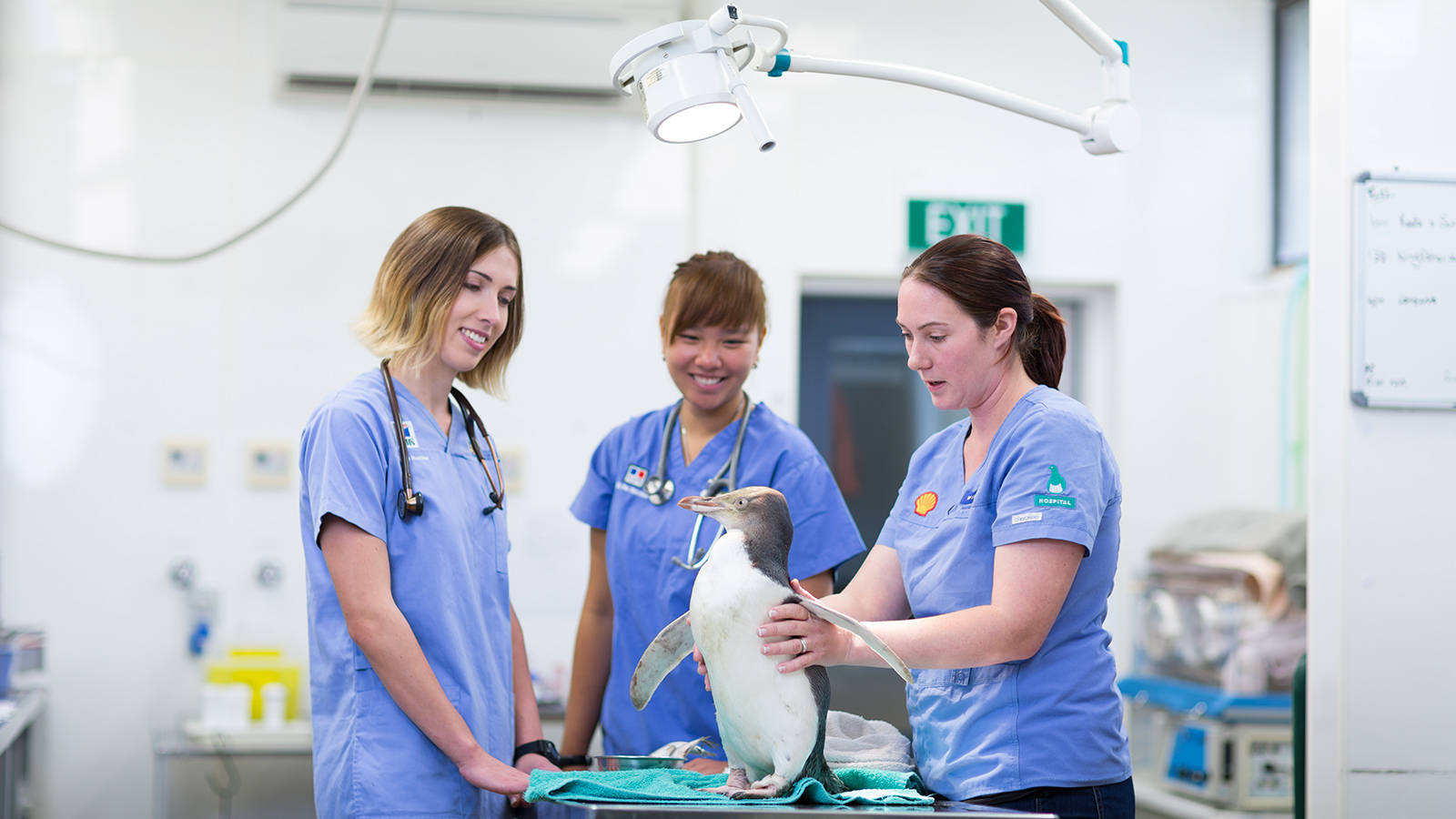 veterinarians, penguin, blue scrubs, HD Desktop Wallpaper