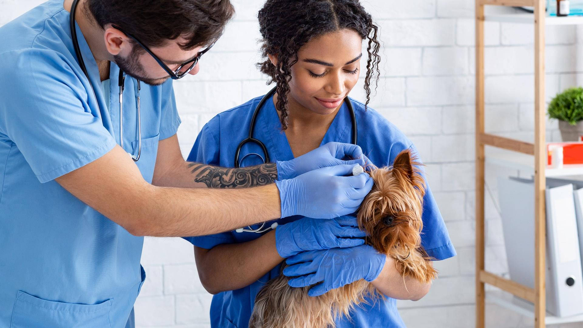 Yorkshire Terrier, blue scrubs, bright clinic, Full HD Desktop Wallpaper