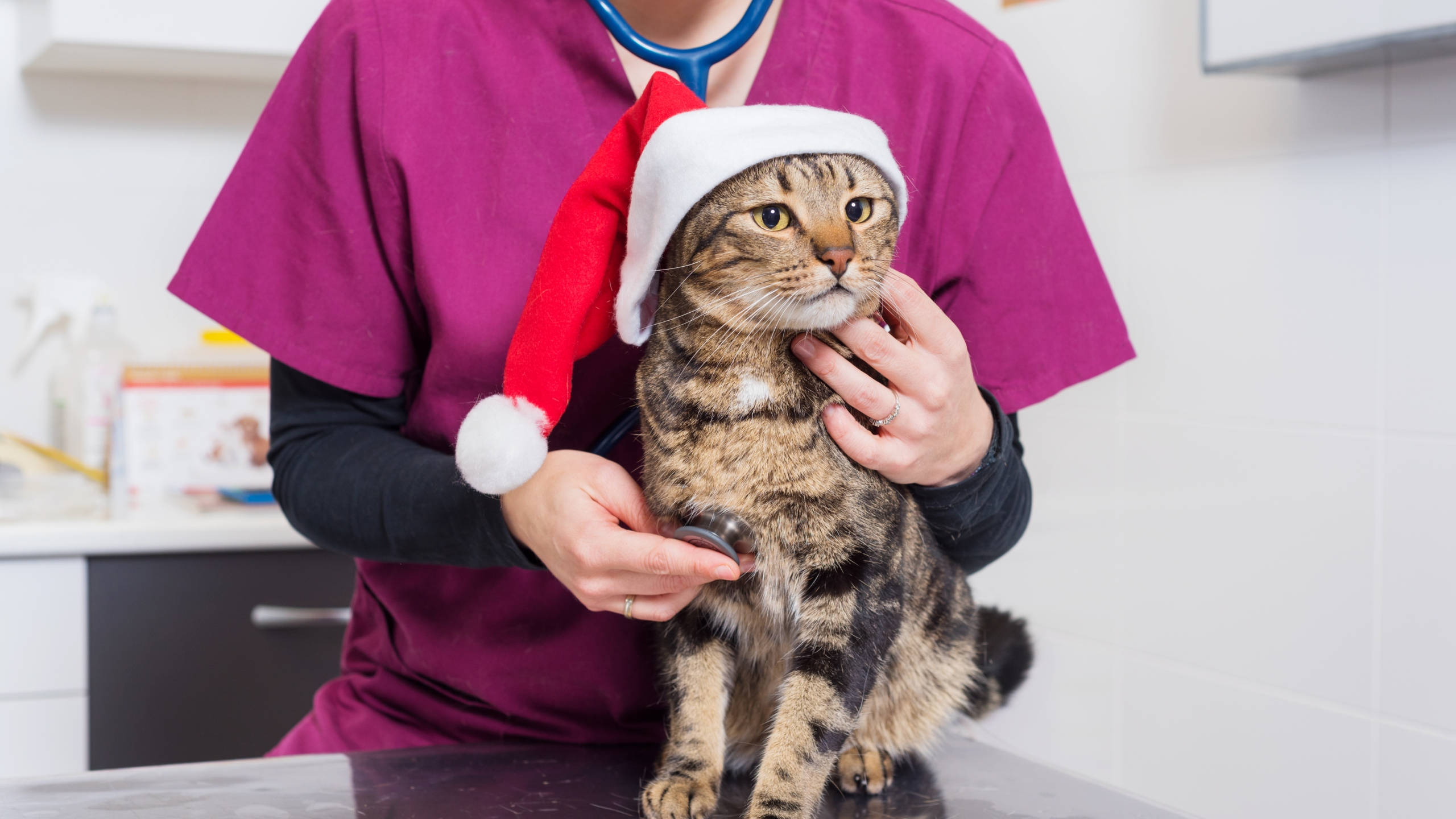 tabby cat, red Santa hat, vet table, 2K Desktop Wallpaper